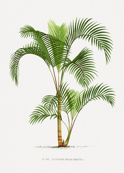 Xvi Hyophorbe I