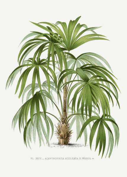 Xxiv Acanthorhiza Aculeata