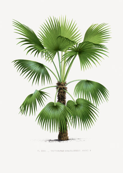 Xxvi Trithrinax B