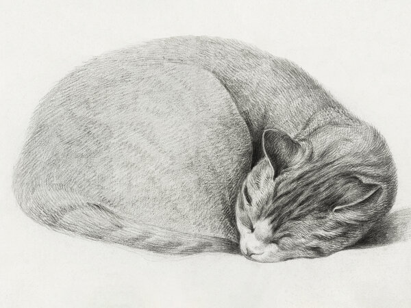 Rolled Up Lying, Sleeping Cat By Jean Bernard (1775 1883)