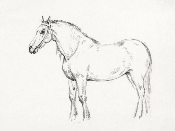 Standing Horse (1818)