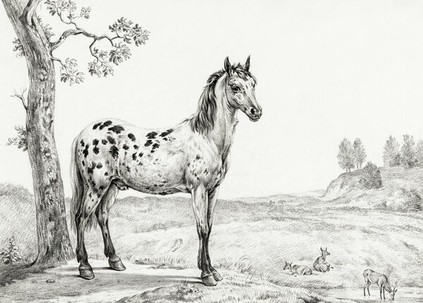 Standing Mottled Horse