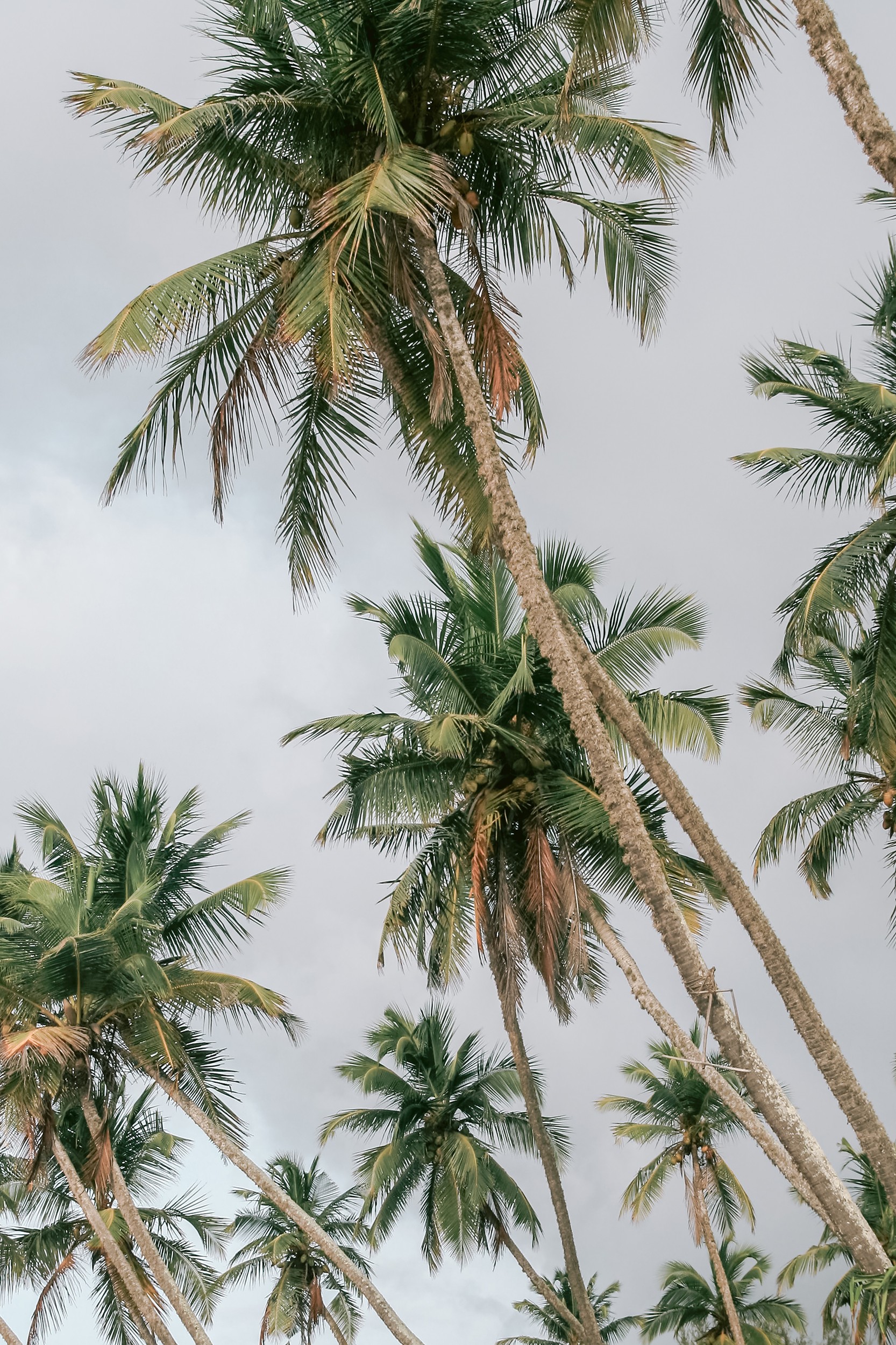Tropical Palm Trees by HelloHappylife — canvas wall art