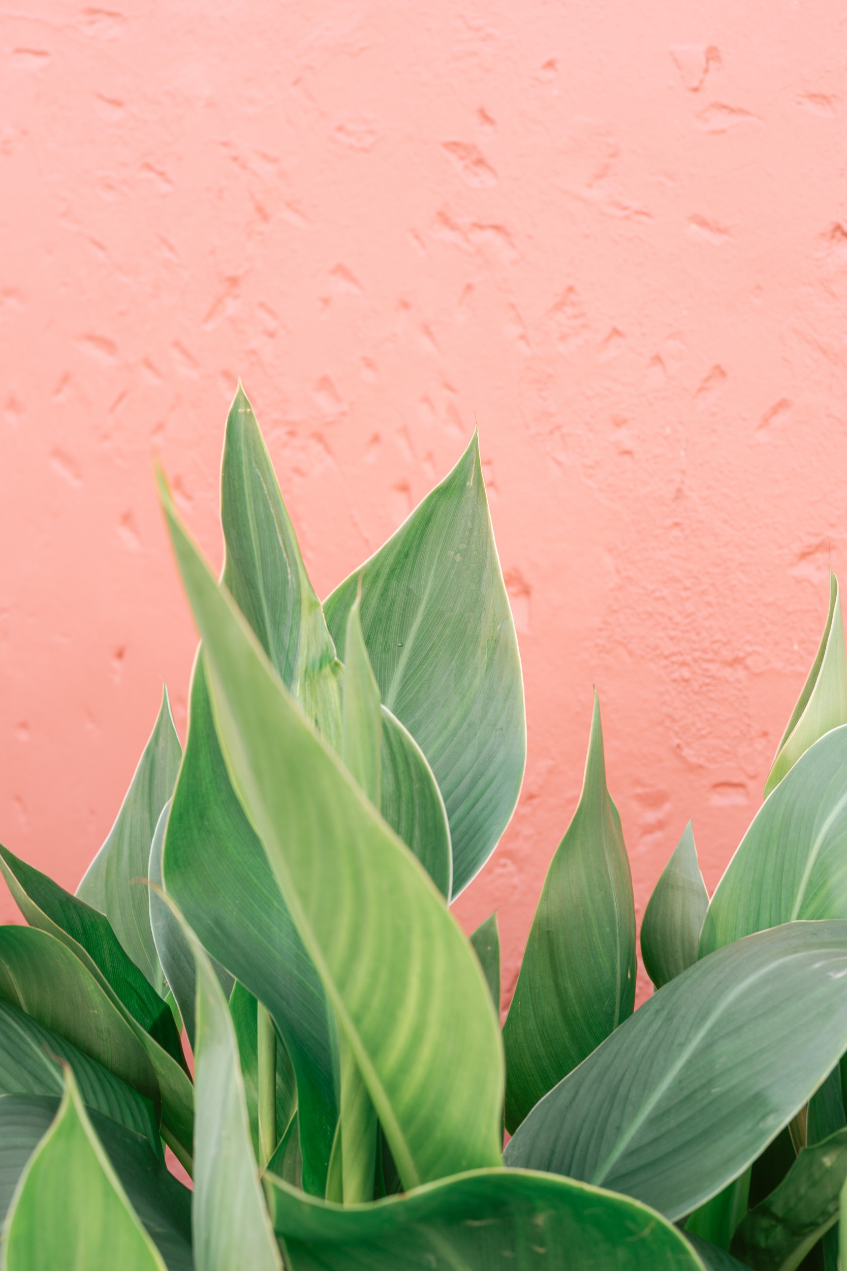 Tropical Leaves Pink Wall by HelloHappylife — canvas wall art