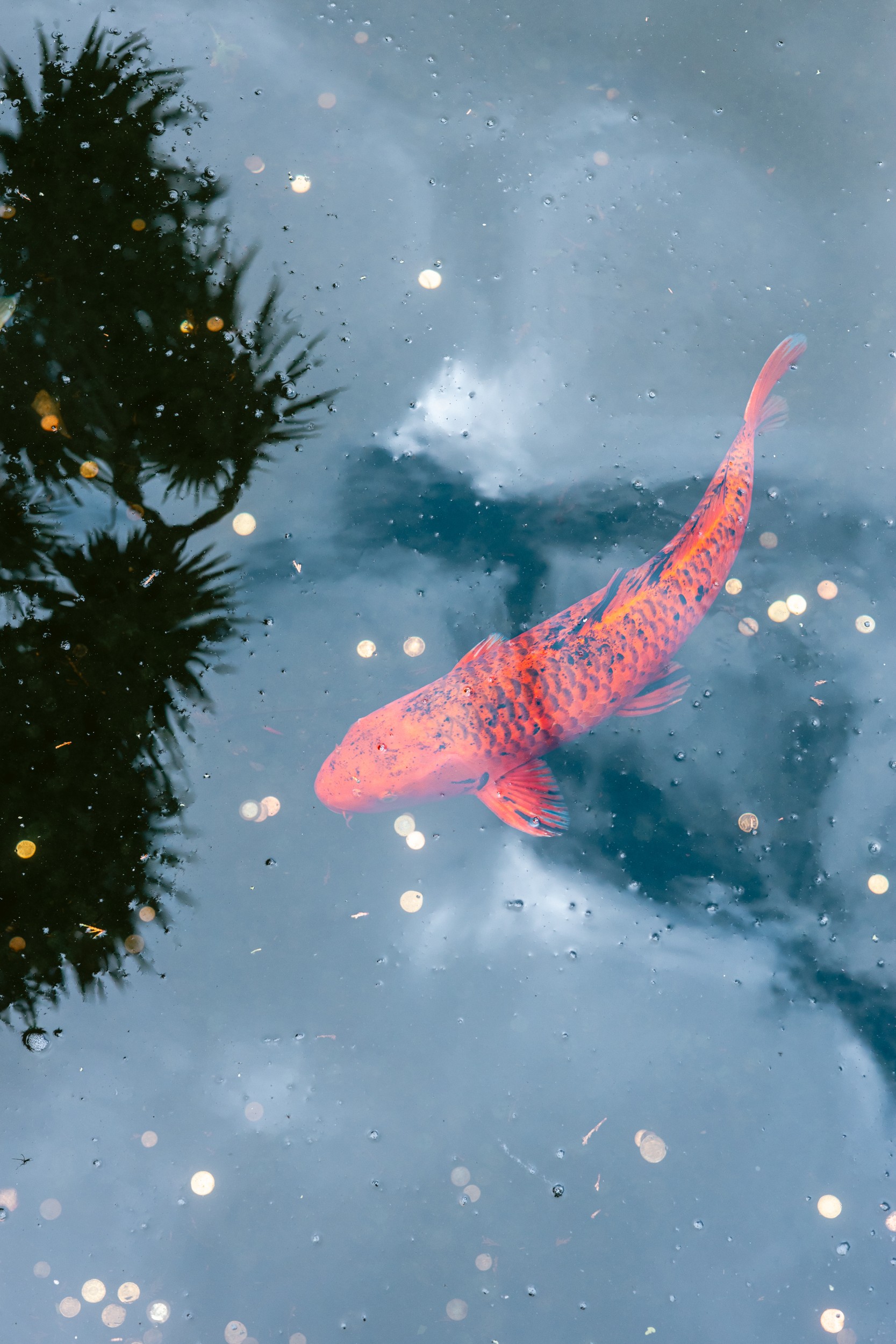 Orange Koi Water Reflection by HelloHappylife — canvas wall art