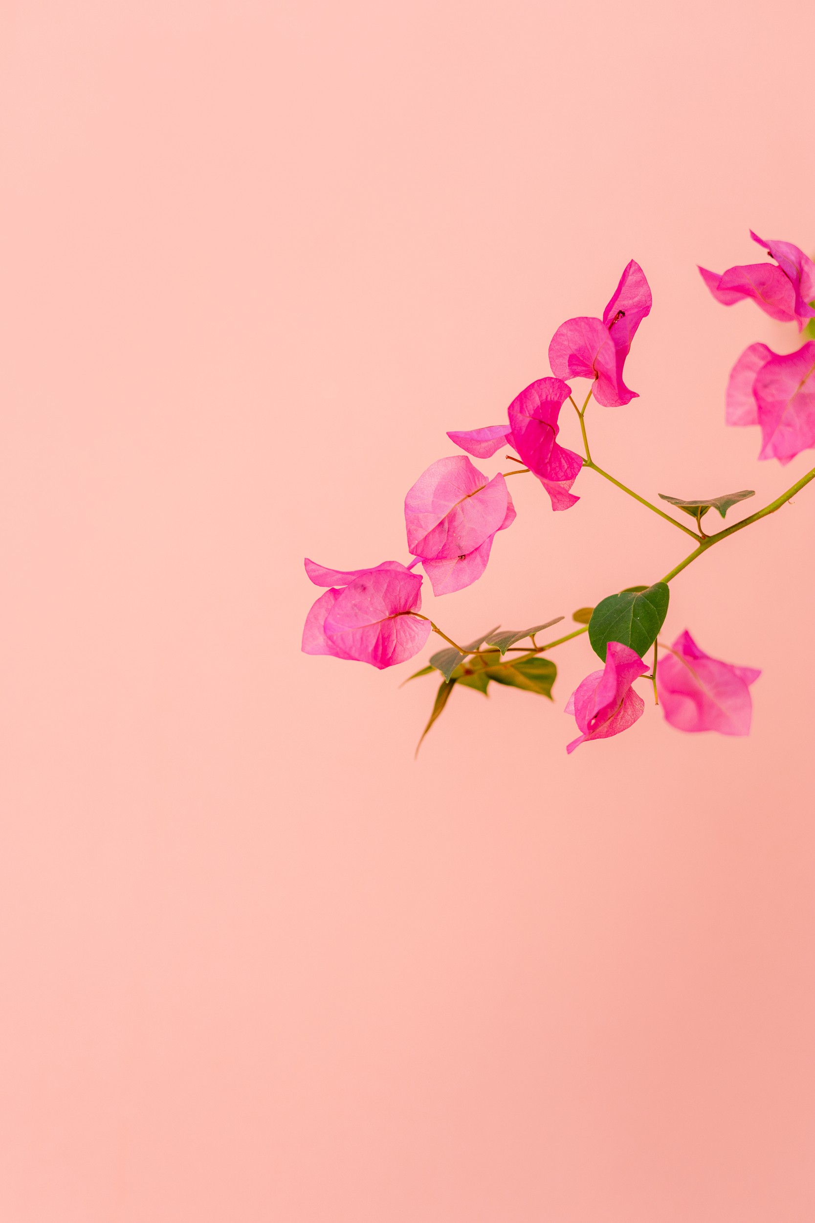 Vibrant Pink Bougainvillea by HelloHappylife — canvas wall art