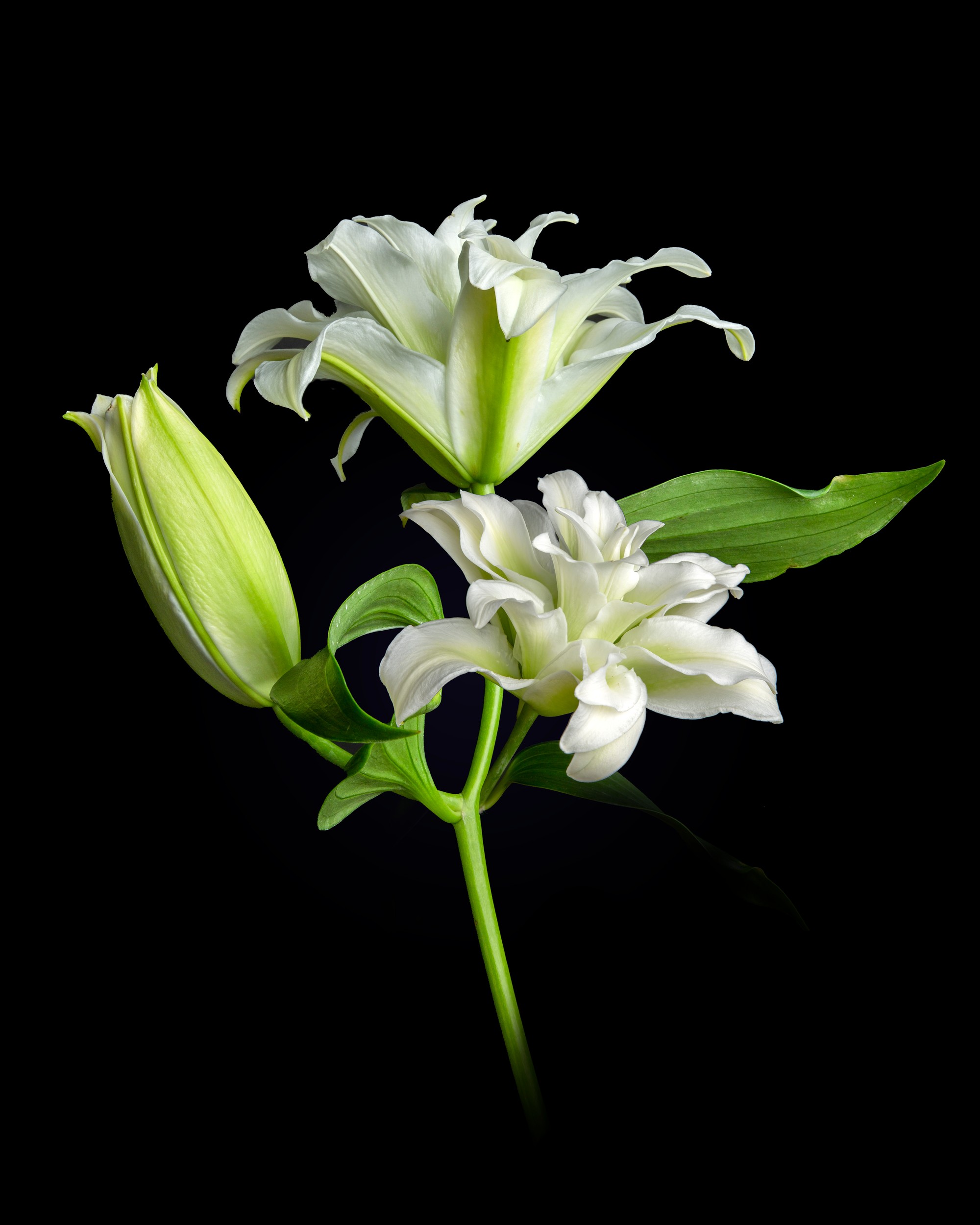 Elegant White Lilies by Sander van Laar — canvas wall art