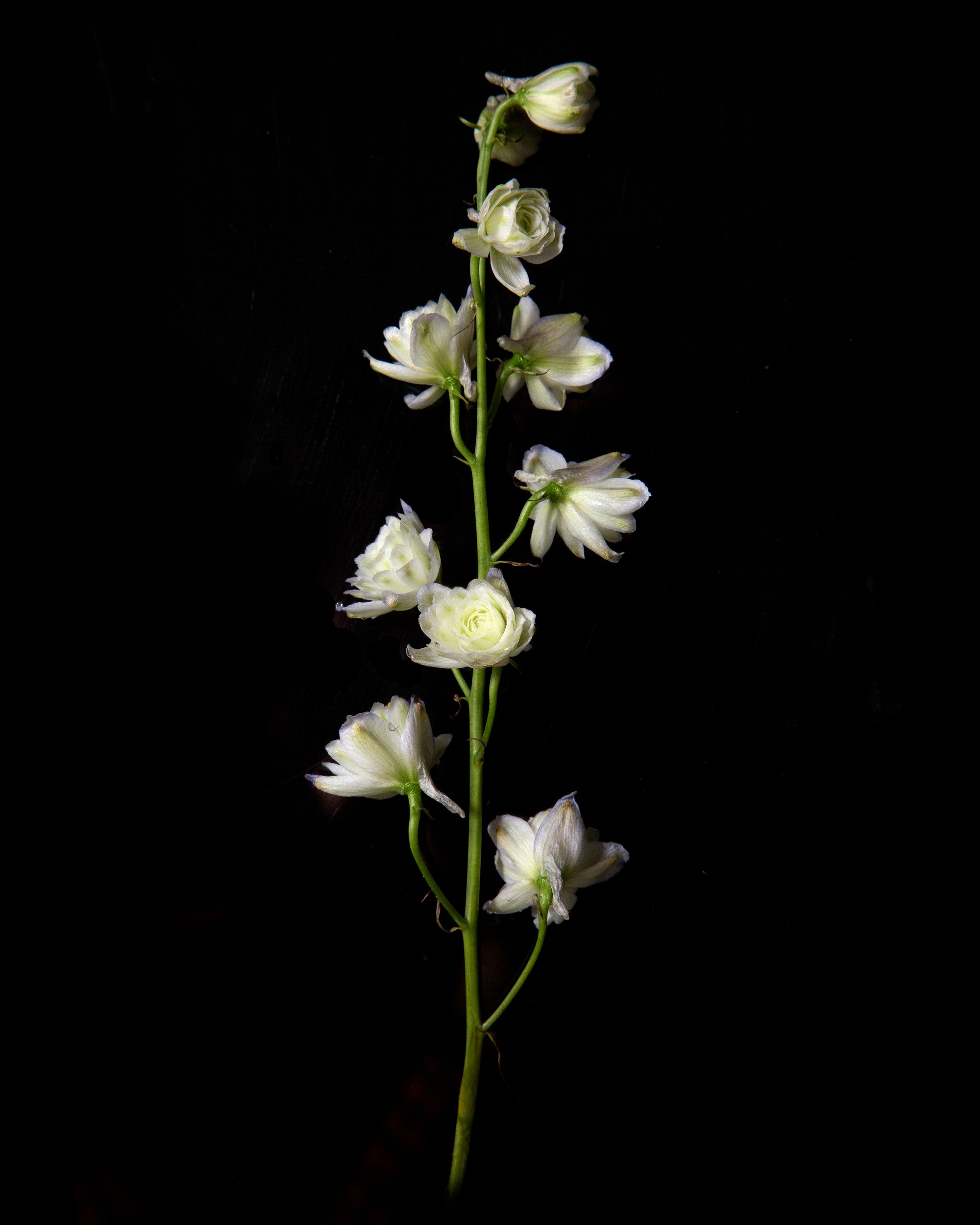 Elegant White Bloom by Sander van Laar — canvas wall art