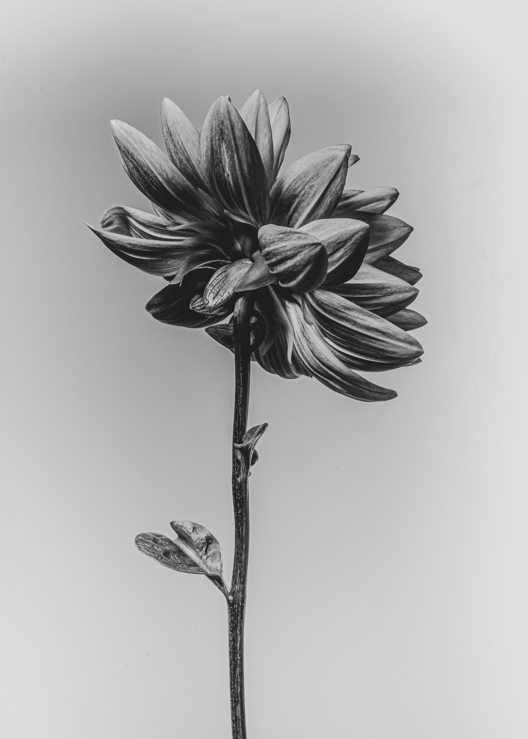Elegant Monochrome Flower by Sander van Laar — canvas wall art
