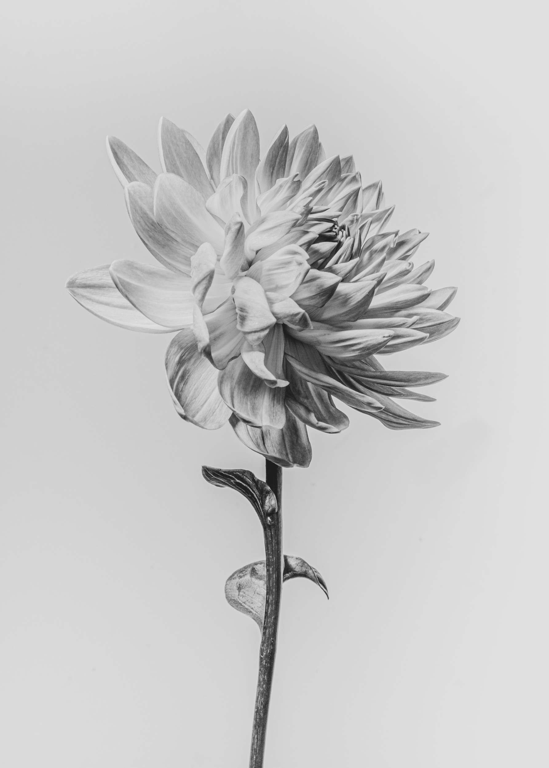 Monochrome Dahlia Bloom by Sander van Laar — canvas wall art