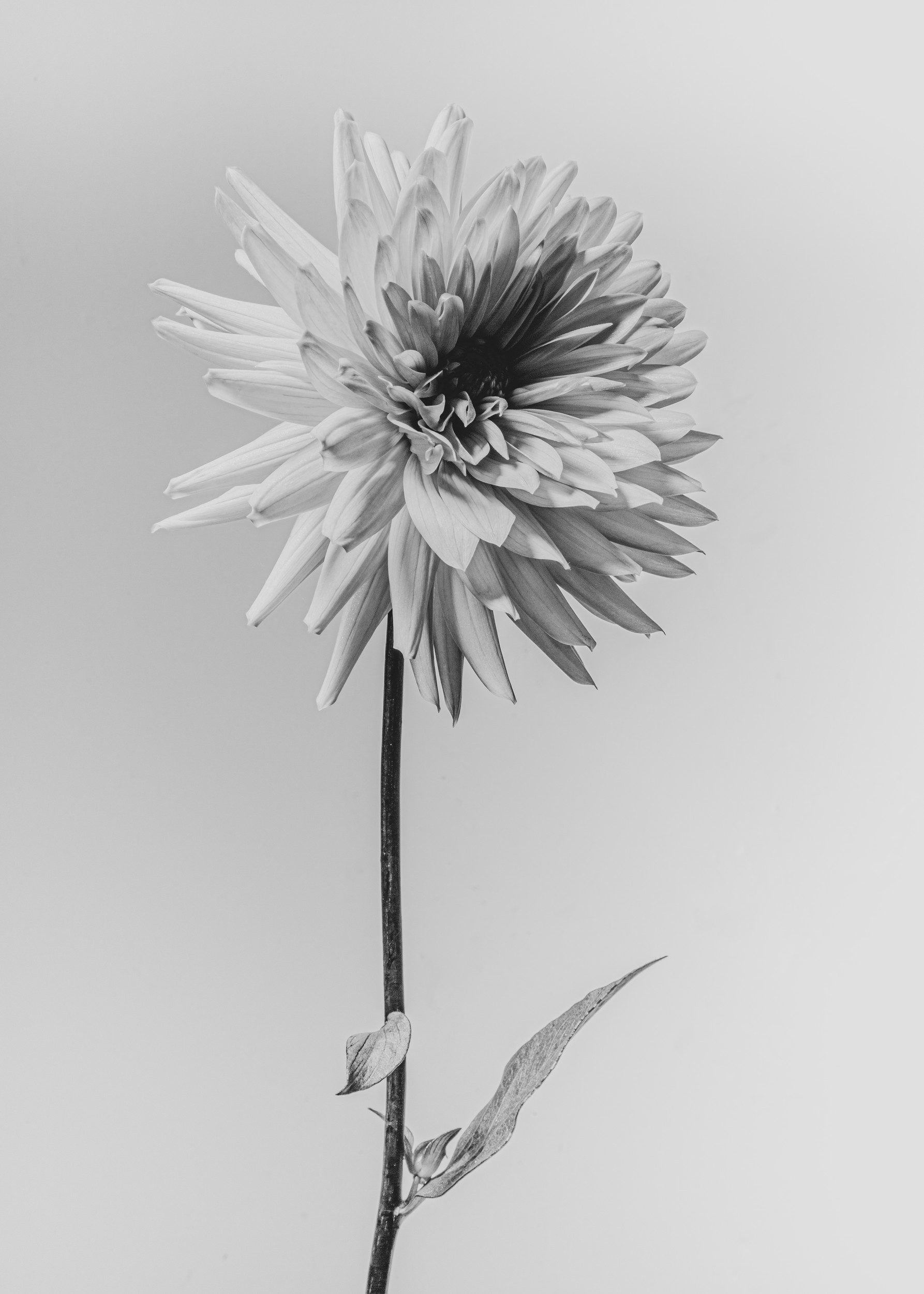 Monochrome Dahlia Flower by Sander van Laar — canvas wall art