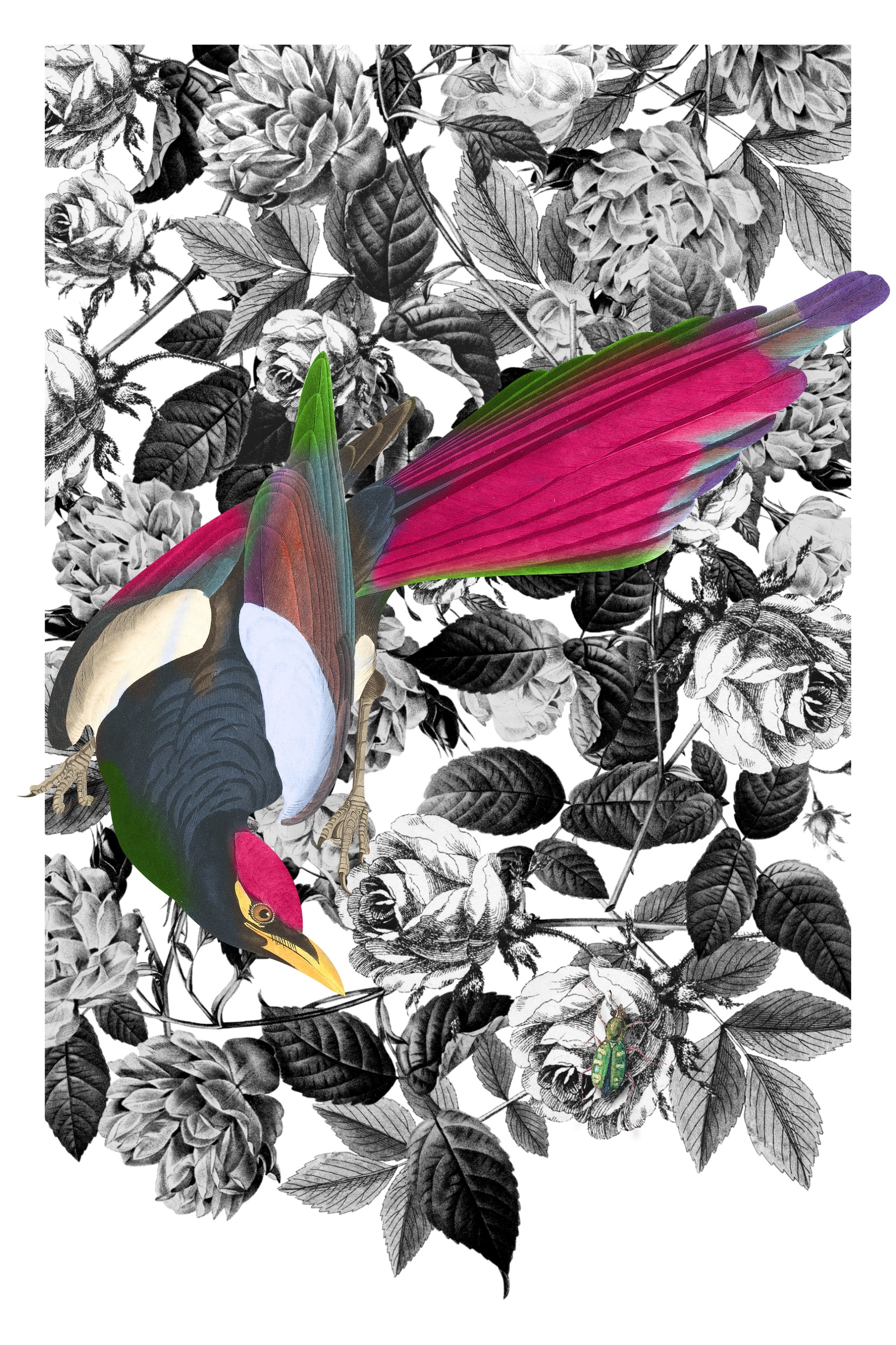 Exotic Bird Black Roses by Marja van den Hurk — canvas wall art