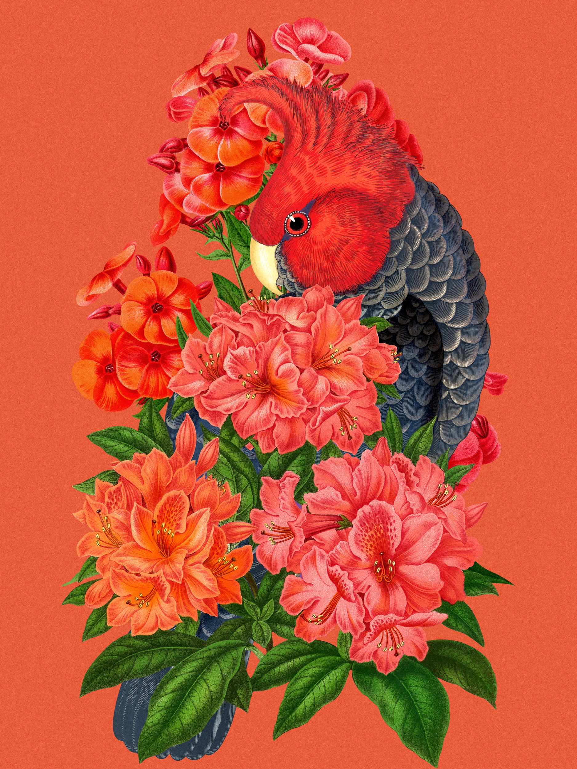 Red Cockatoo Blooms by Marja van den Hurk — canvas wall art