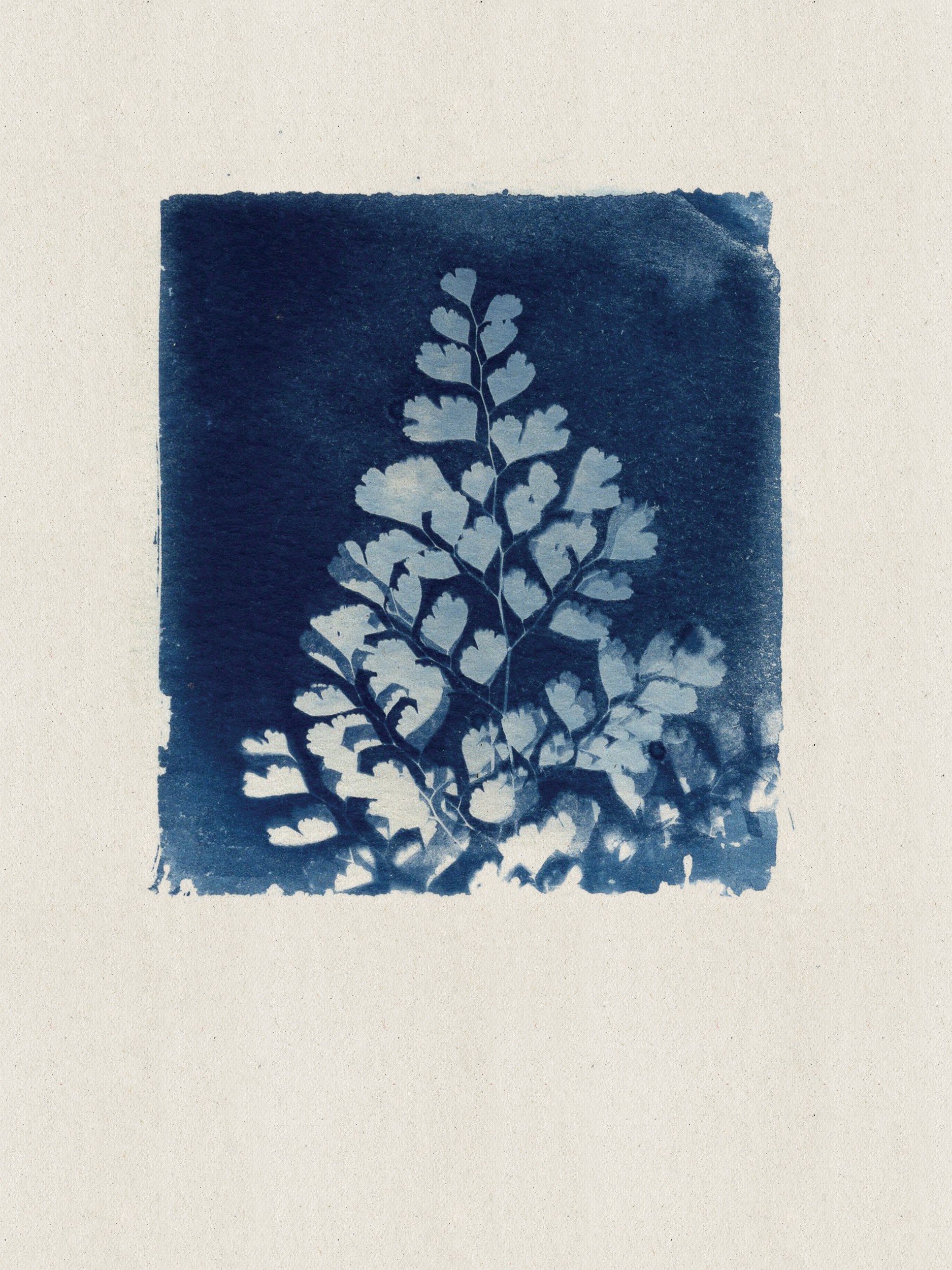 Blue Fern Cyanotype by Stephanie Klatt — canvas wall art