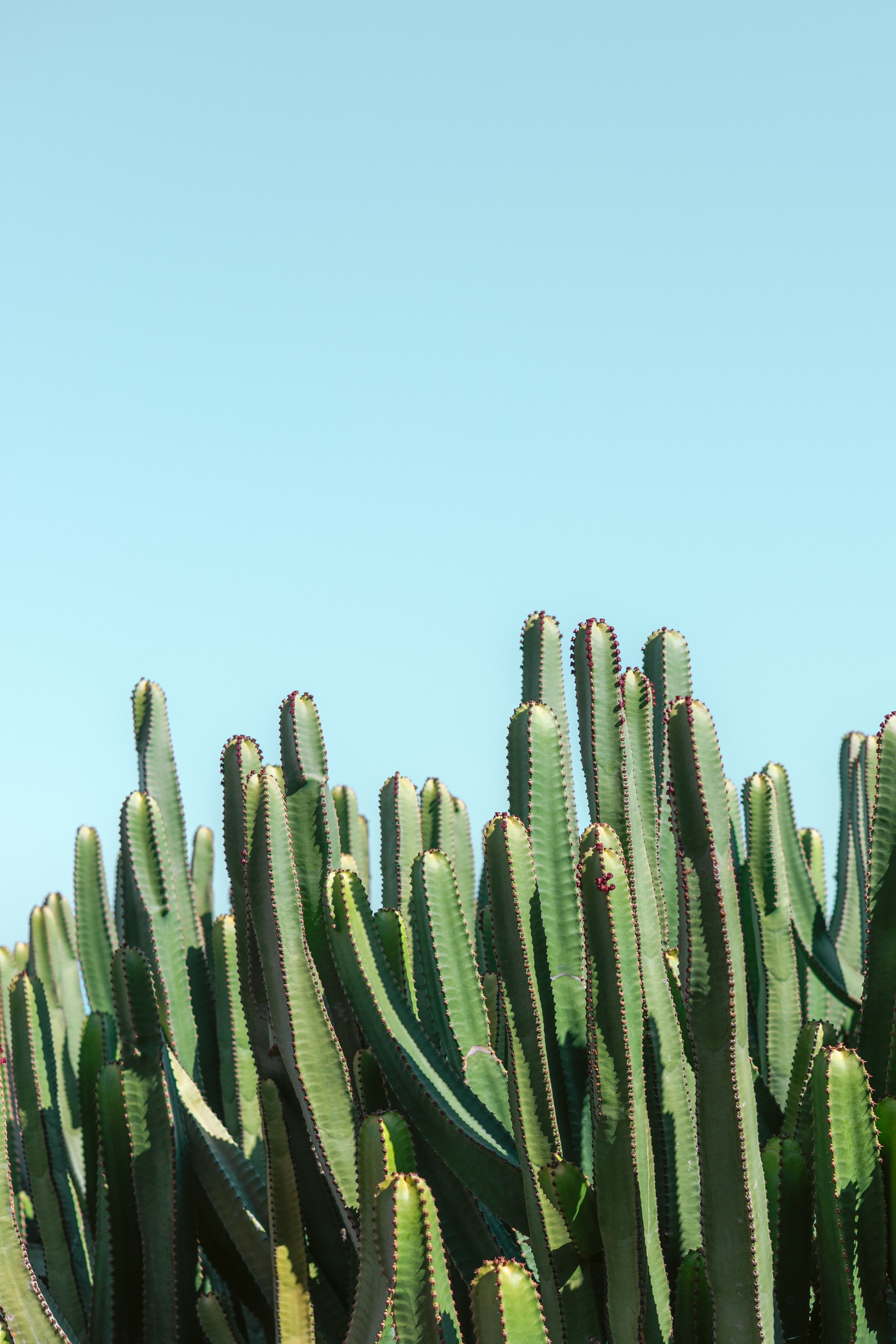 Tall Cacti Blue Sky by HelloHappylife — canvas wall art