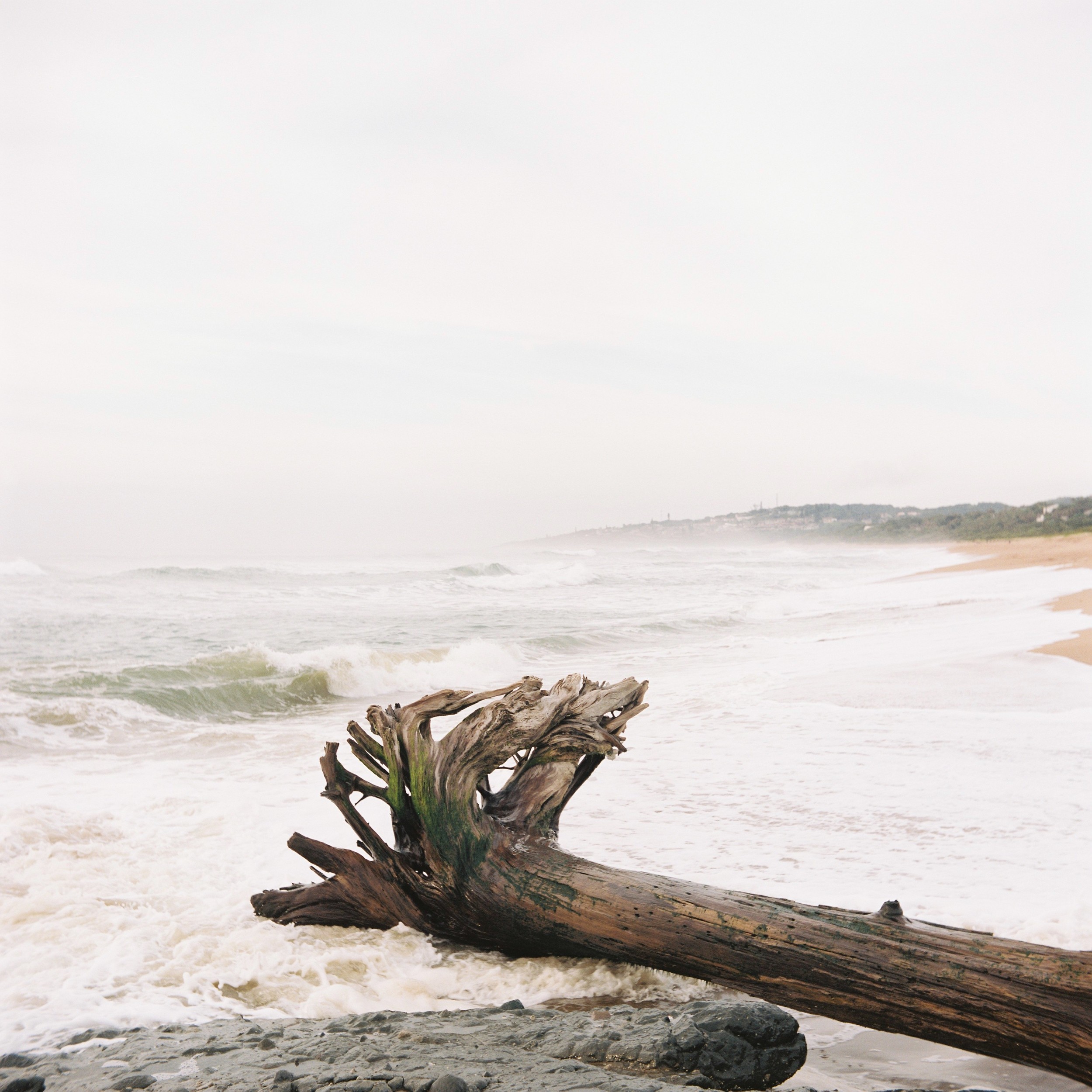 Misty Beach Log by Jesse Greaves — canvas wall art