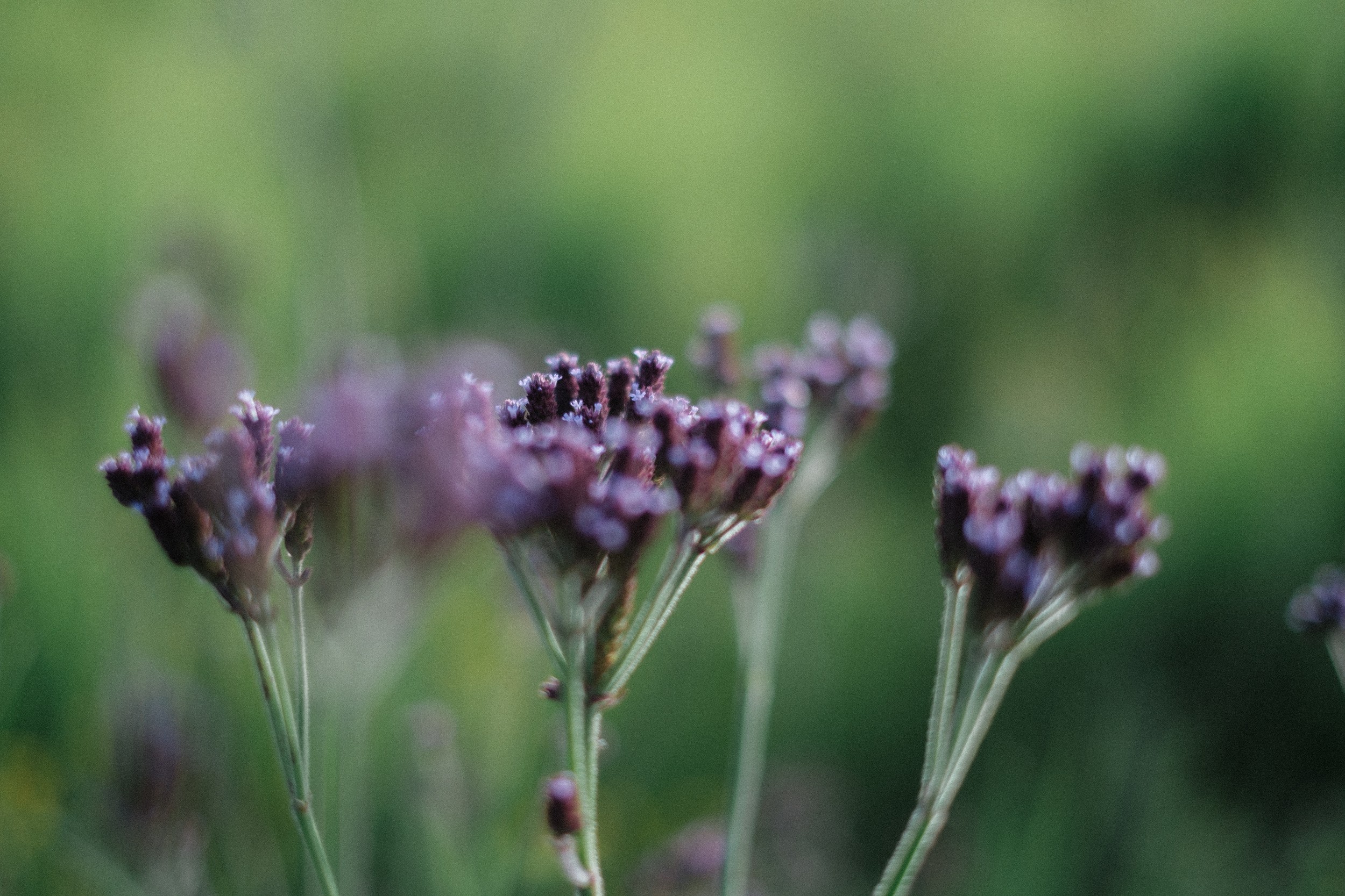 Purple Wildflowers Bokeh by Jesse Greaves — canvas wall art