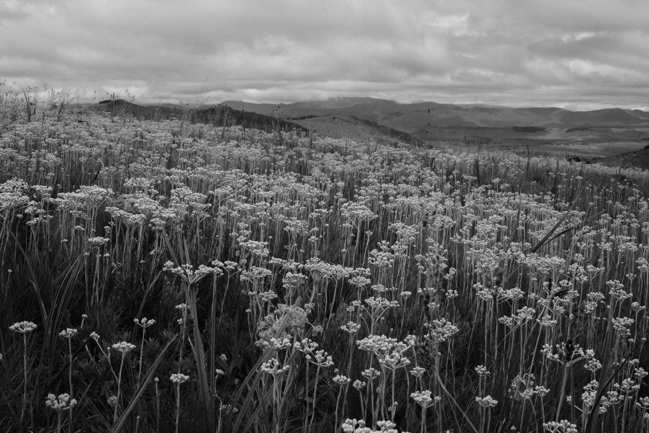 Cloudy Mountain Flower Field by Jesse Greaves — canvas wall art