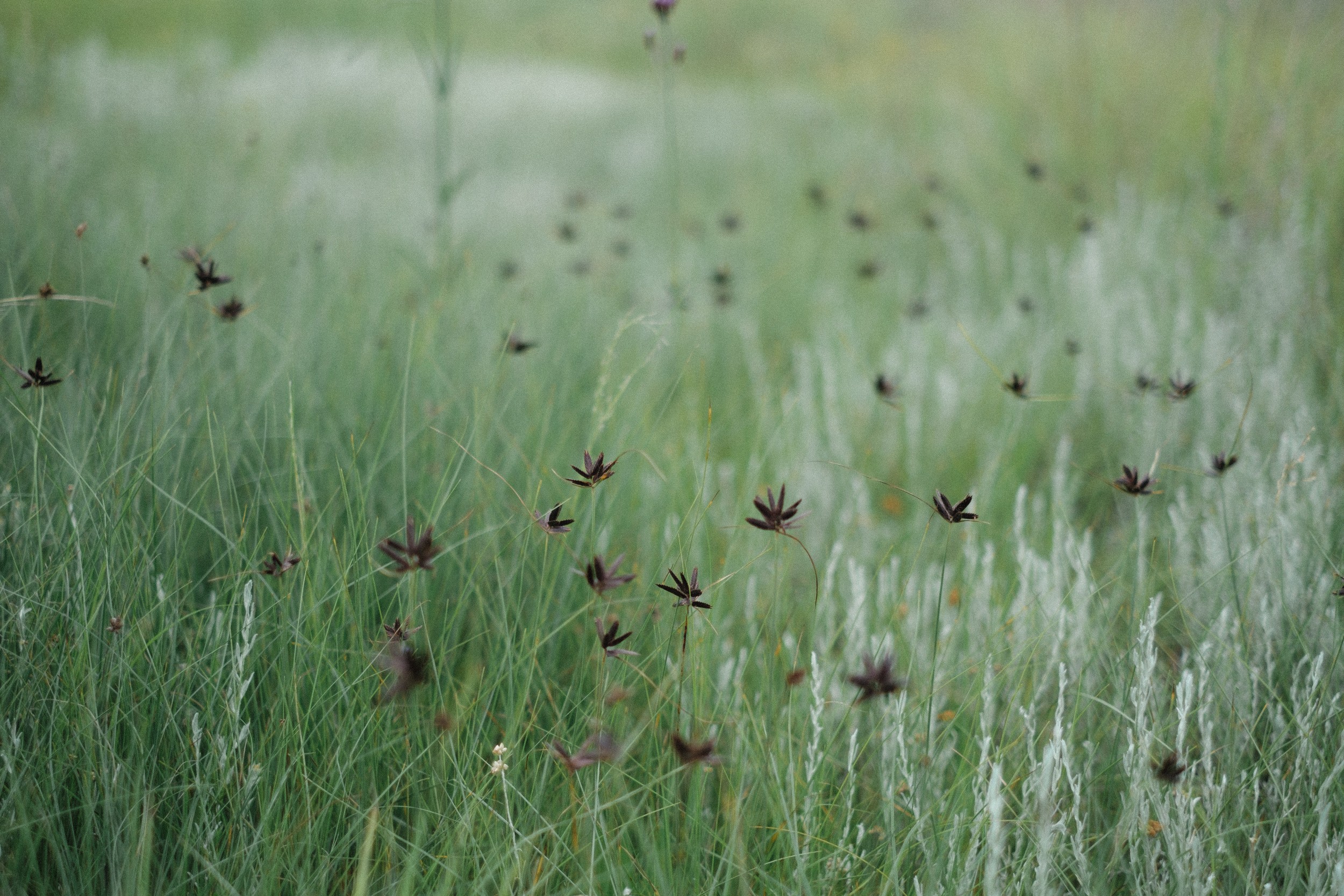 Meadow, Kokstad, South Africa by Jesse Greaves — canvas wall art