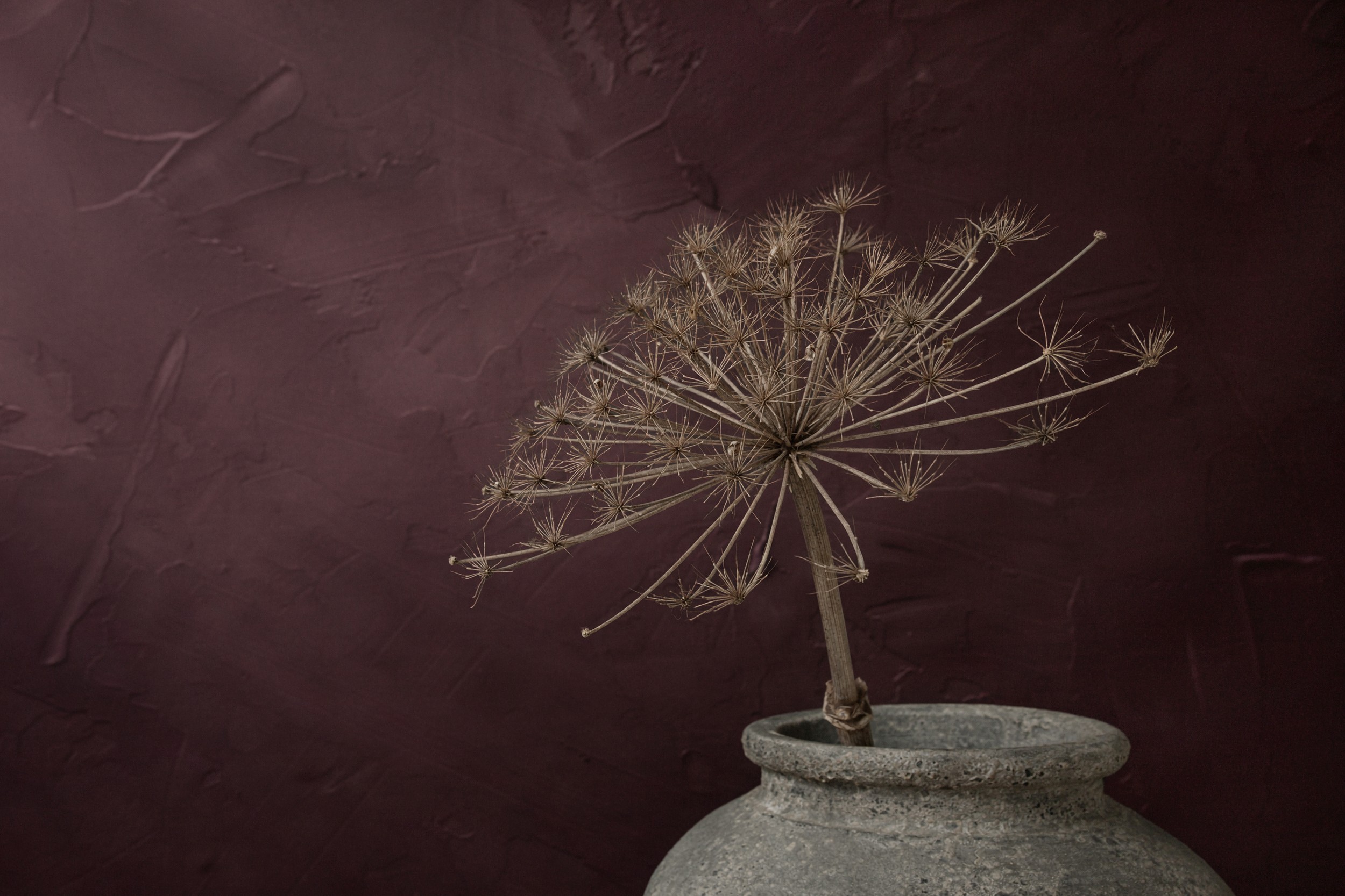 Large dried hogweed against a burgundy/aubergine background by Mayra Pama — canvas wall art