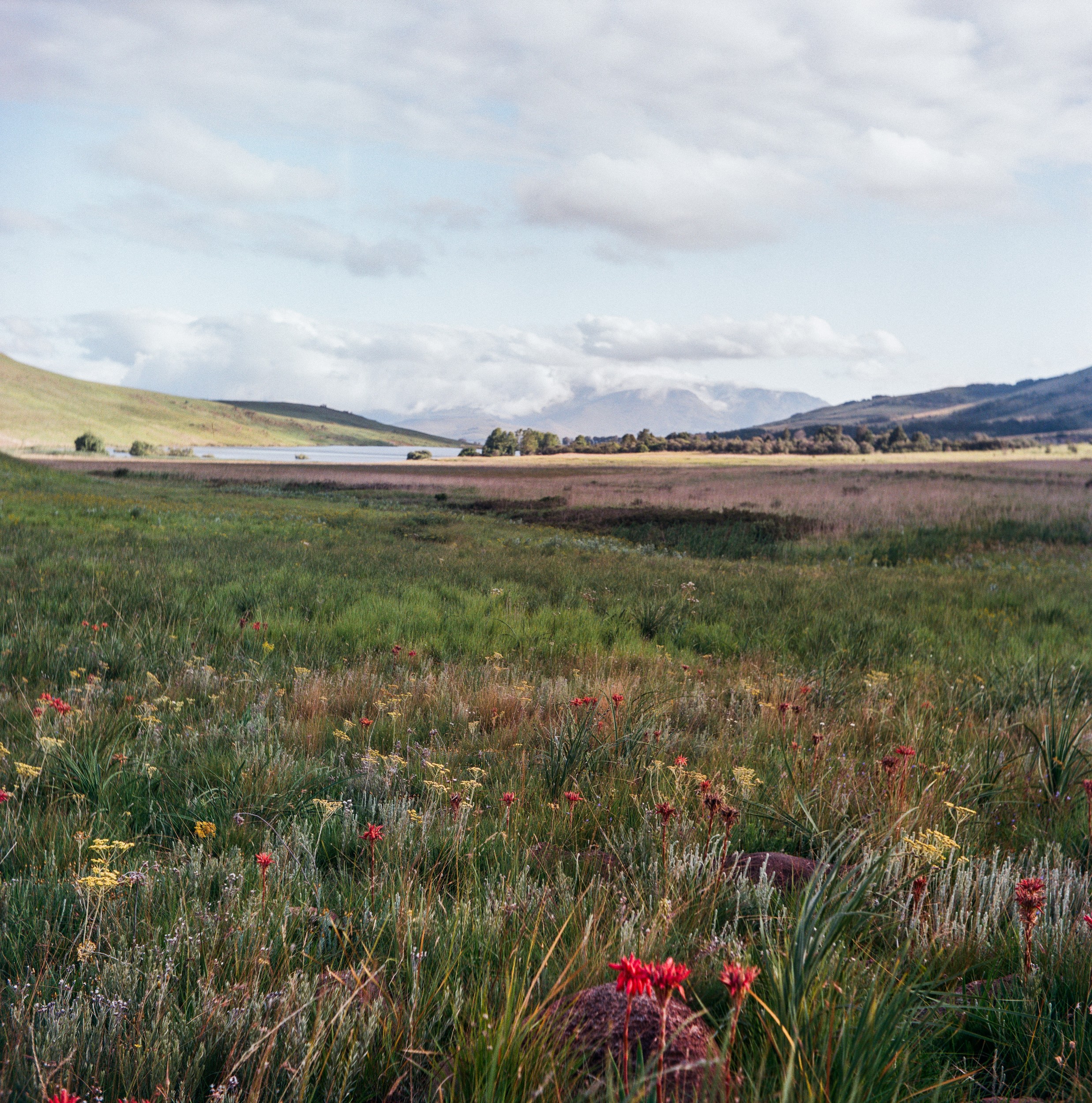 Wildflower Field Mountains by Jesse Greaves — canvas wall art