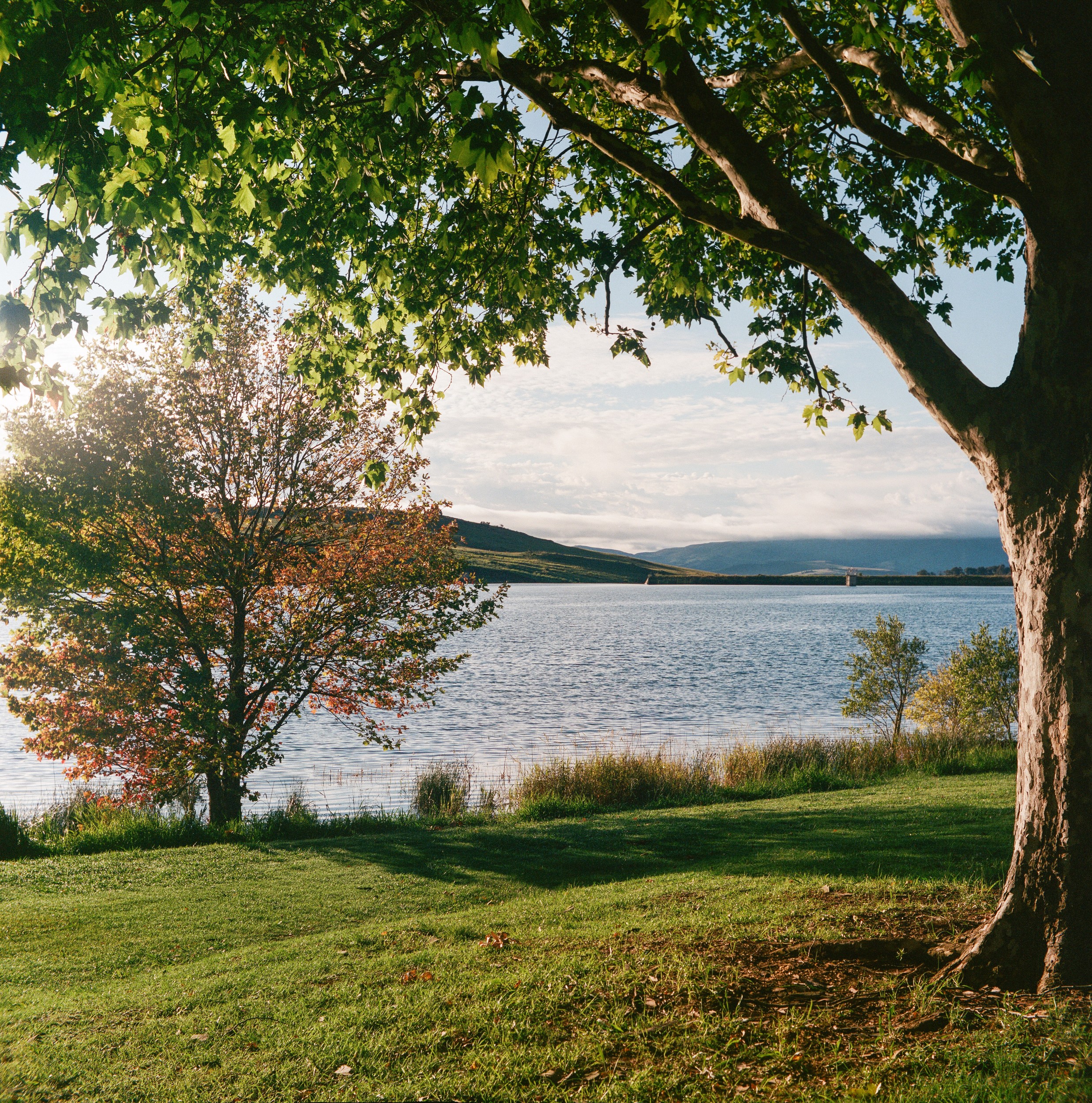 Sunny Lakeside Landscape by Jesse Greaves — canvas wall art