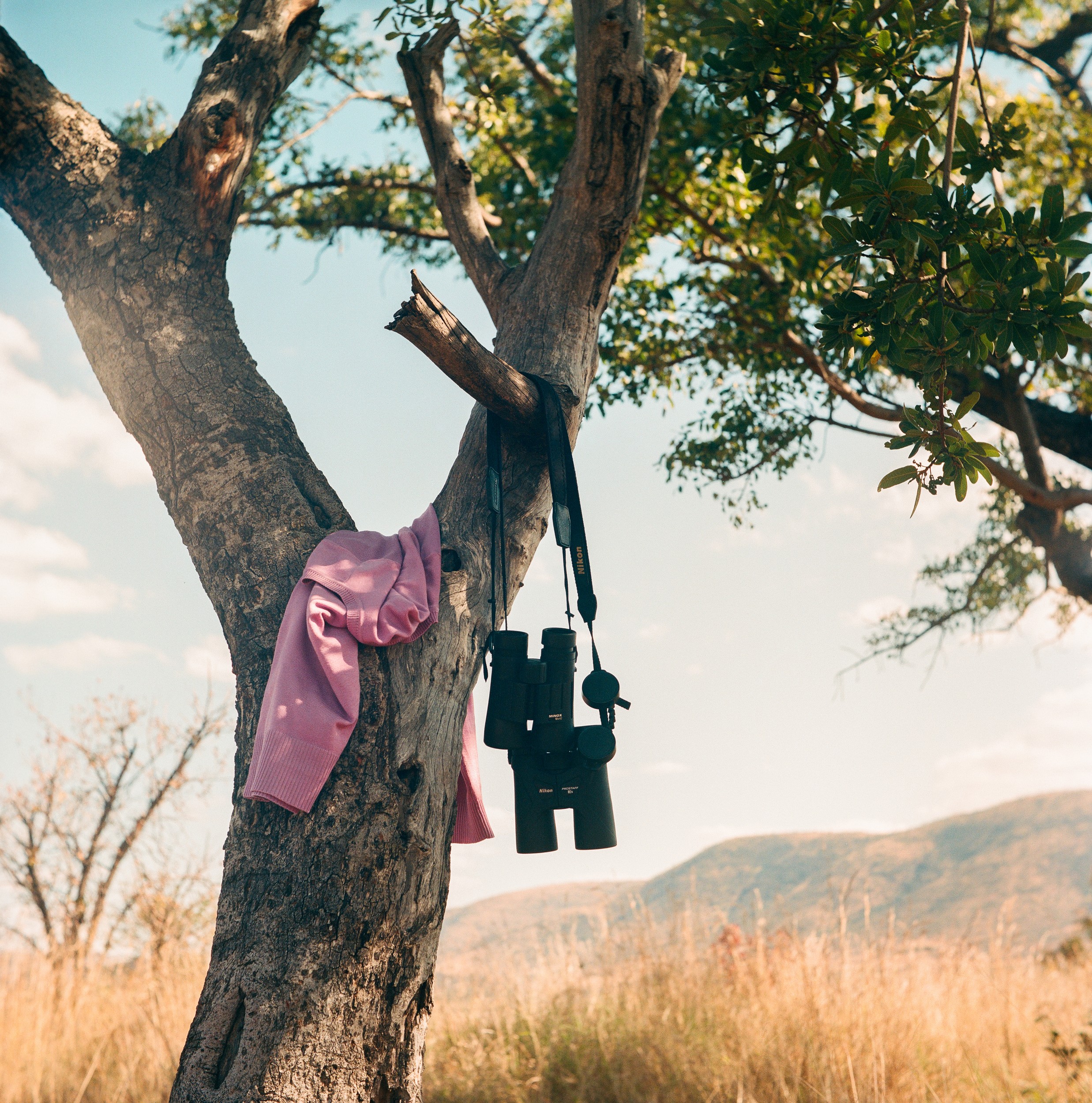 Safari Tree Binoculars by Jesse Greaves — canvas wall art