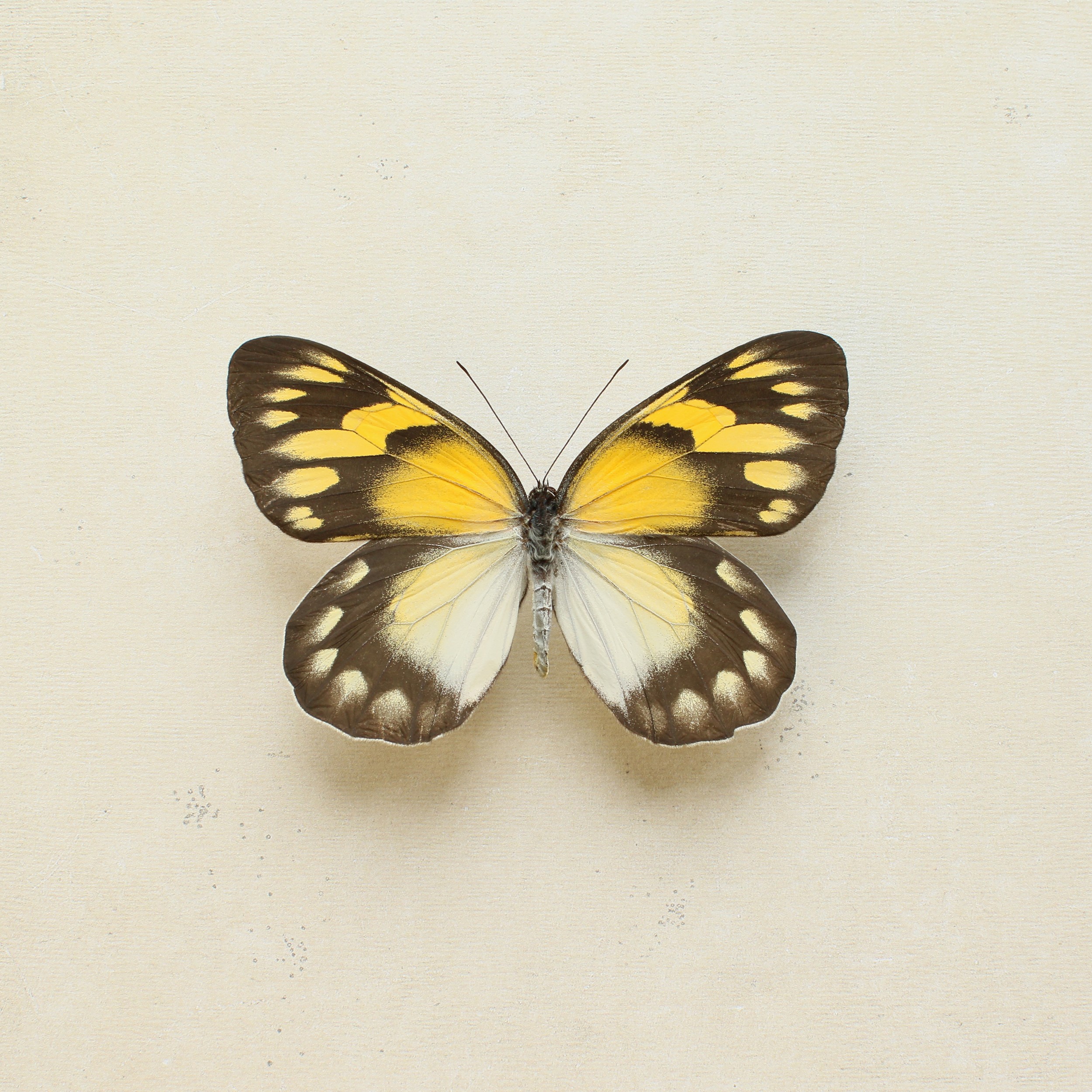 Vibrant Yellow Butterfly by Alyson Fennell — canvas wall art