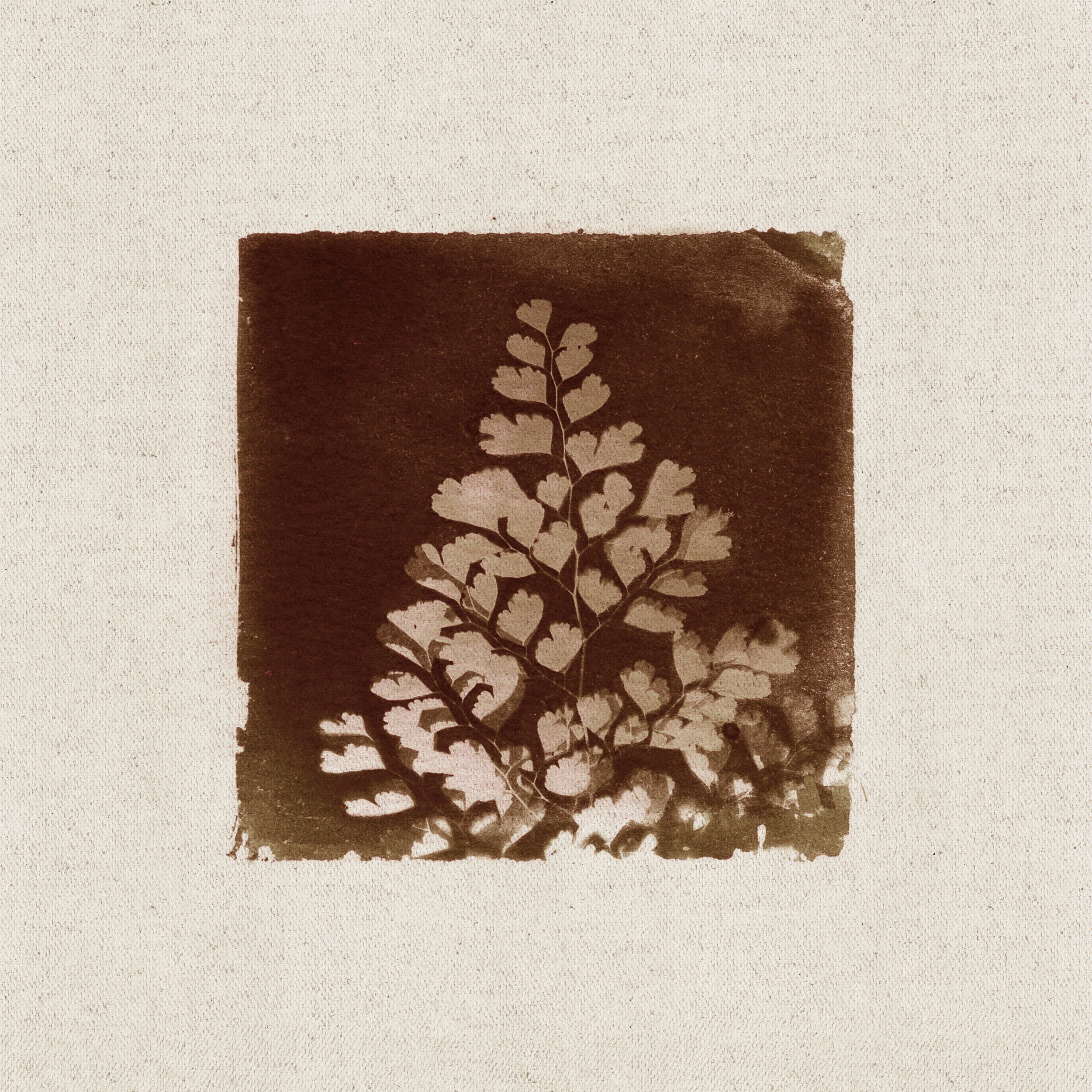 Vintage Sepia Fern by Stephanie Klatt — canvas wall art