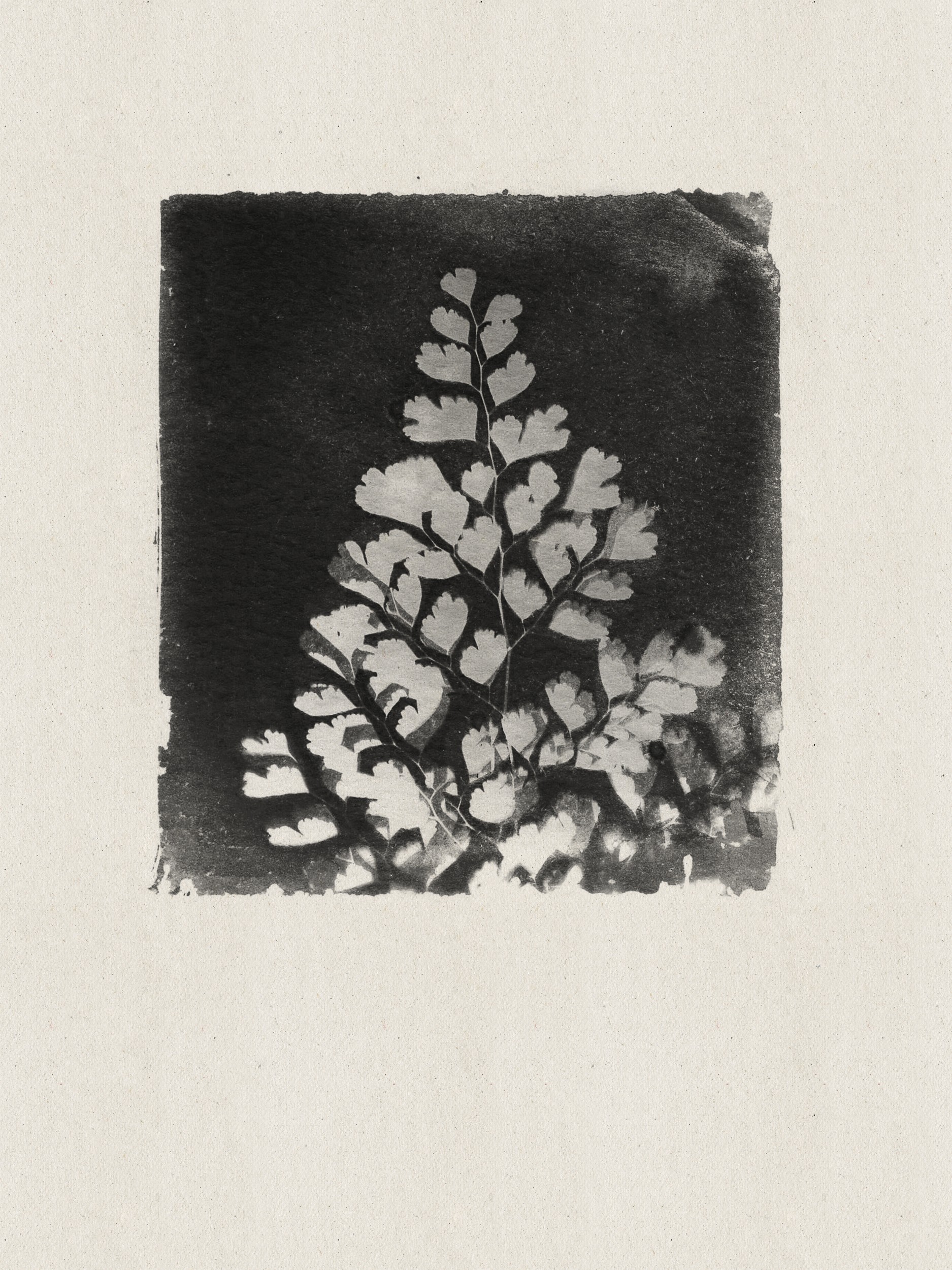 Delicate Fern Study by Stephanie Klatt — canvas wall art