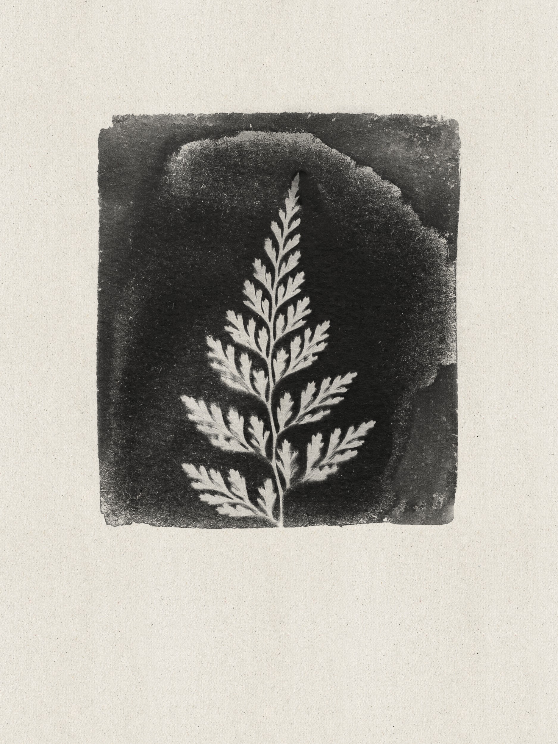 Vintage Fern Silhouette by Stephanie Klatt — canvas wall art