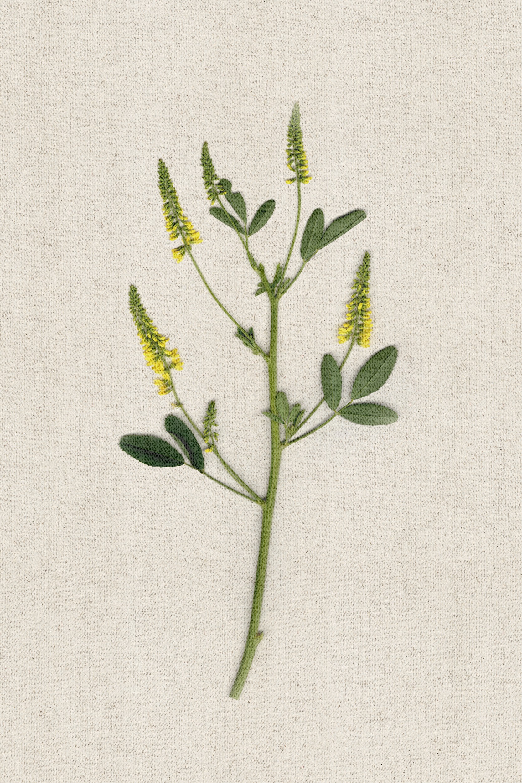 Yellow Botanical Specimen by Stephanie Klatt — canvas wall art