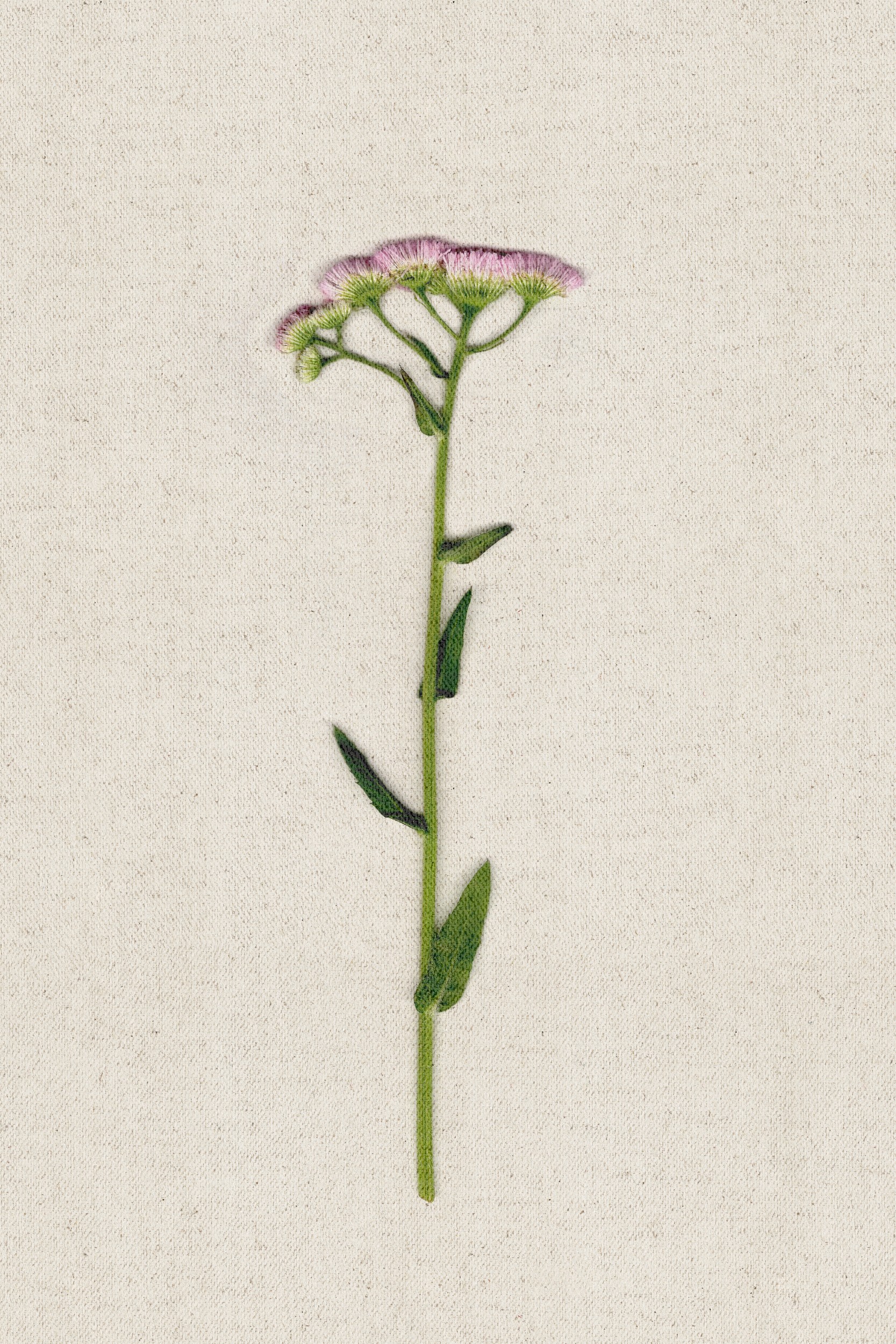 Delicate Pink Wildflower by Stephanie Klatt — canvas wall art