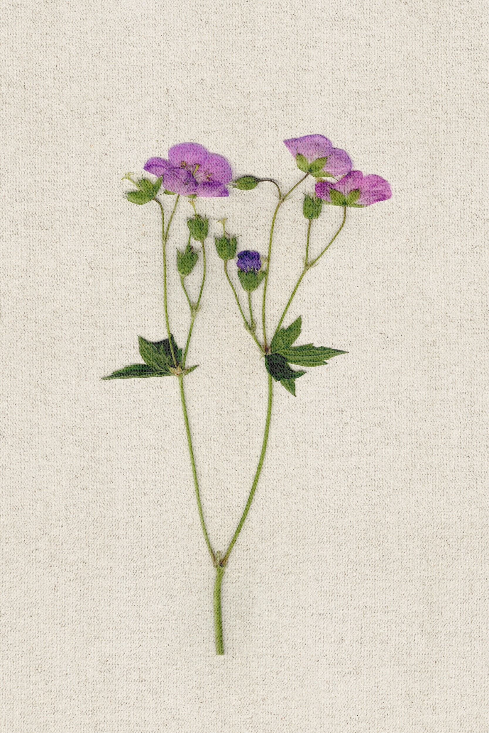 Purple Botanical Pressing by Stephanie Klatt — canvas wall art
