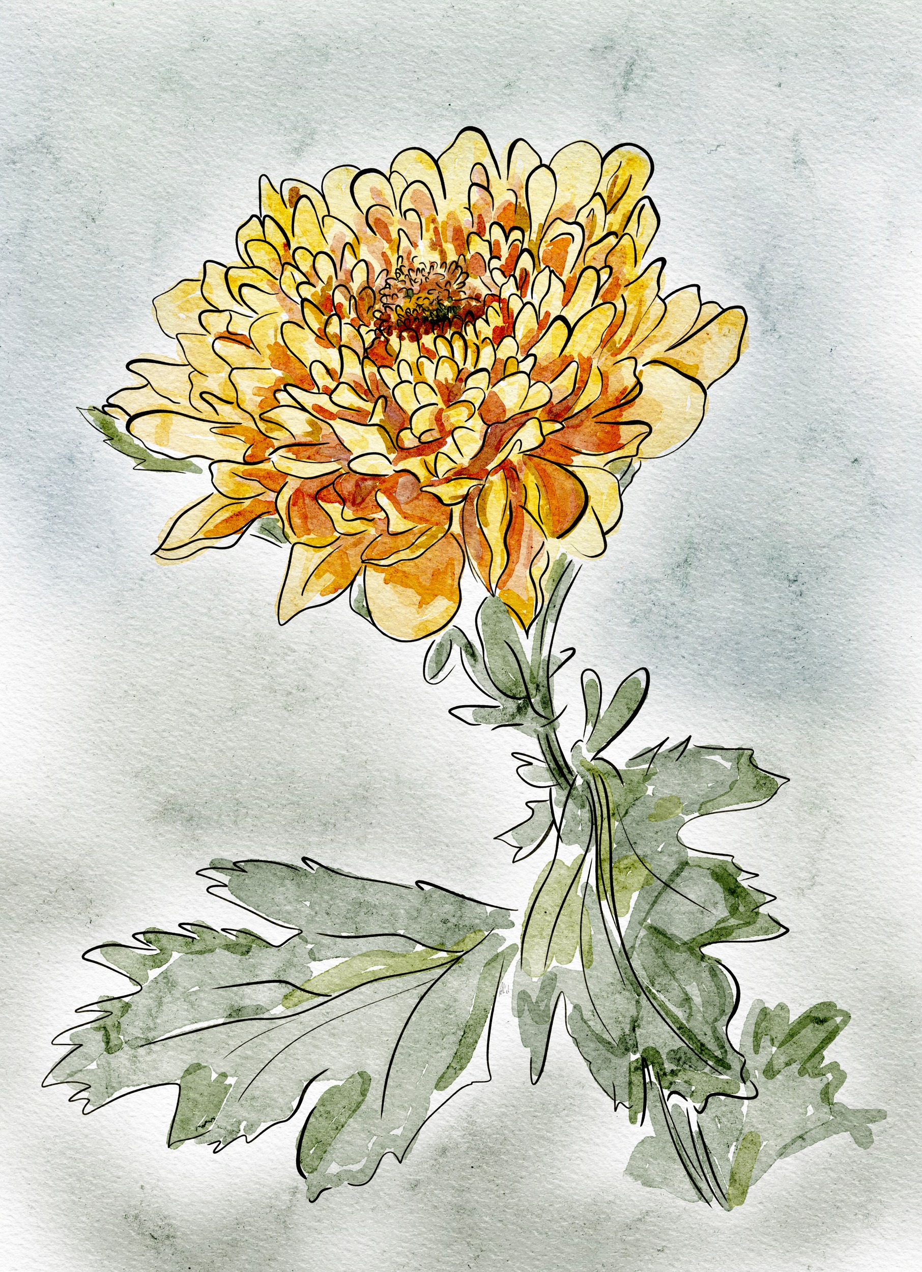 Vibrant Yellow Chrysanthemum by Ankie Kooi — canvas wall art