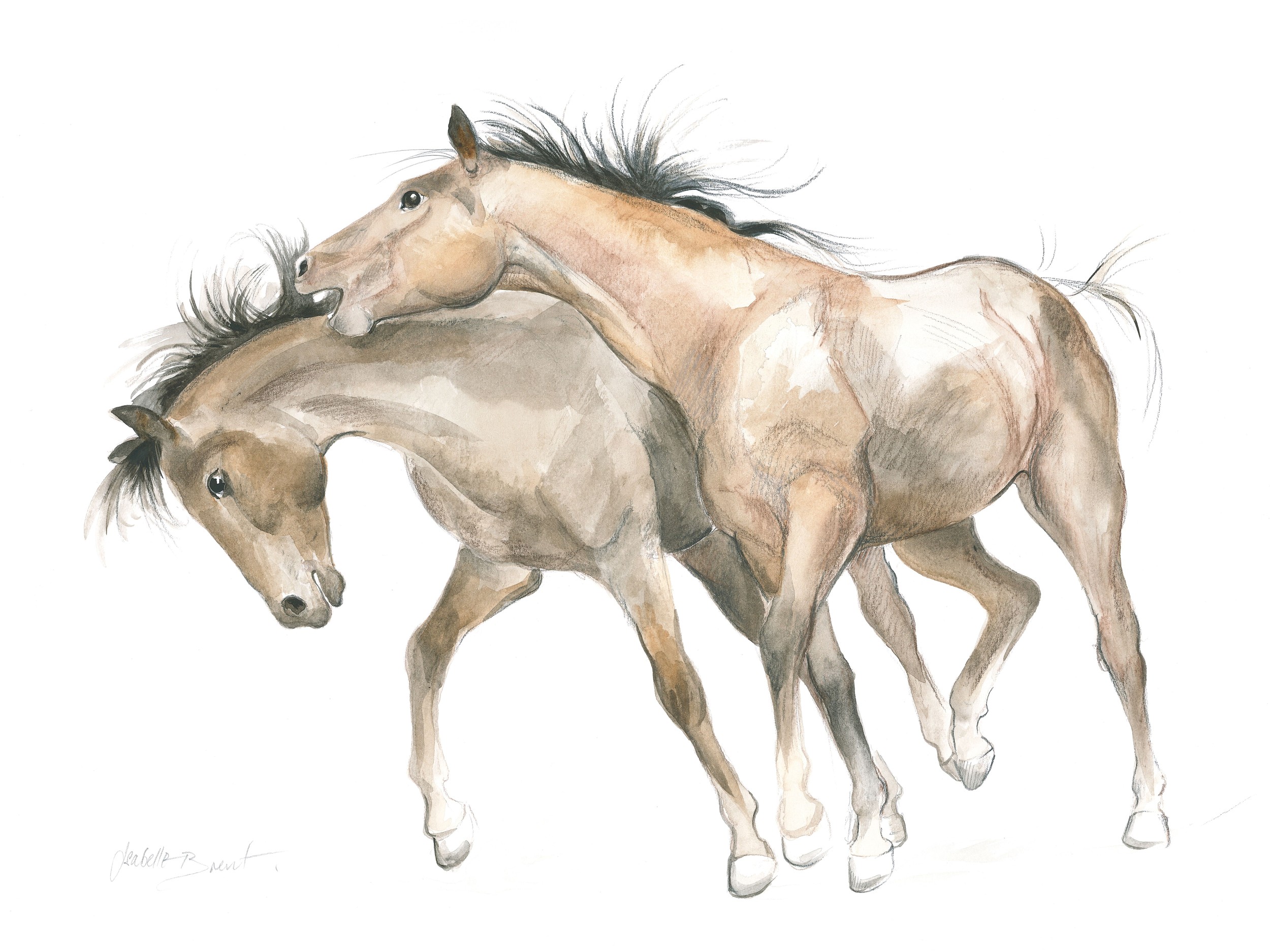 Playful Wild Horses by Isabelle Brent — canvas wall art