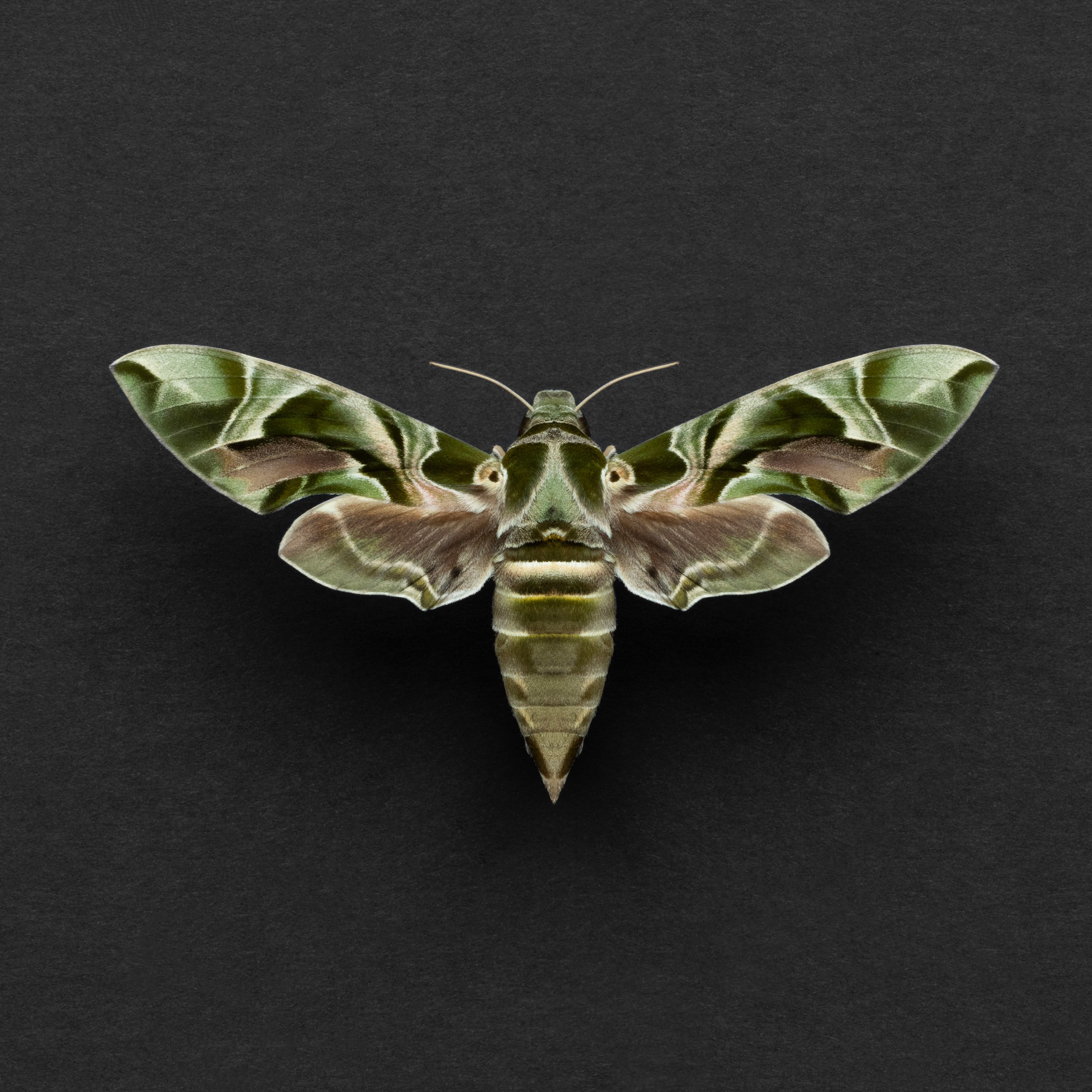 Vibrant Green Moth by Alyson Fennell — canvas wall art
