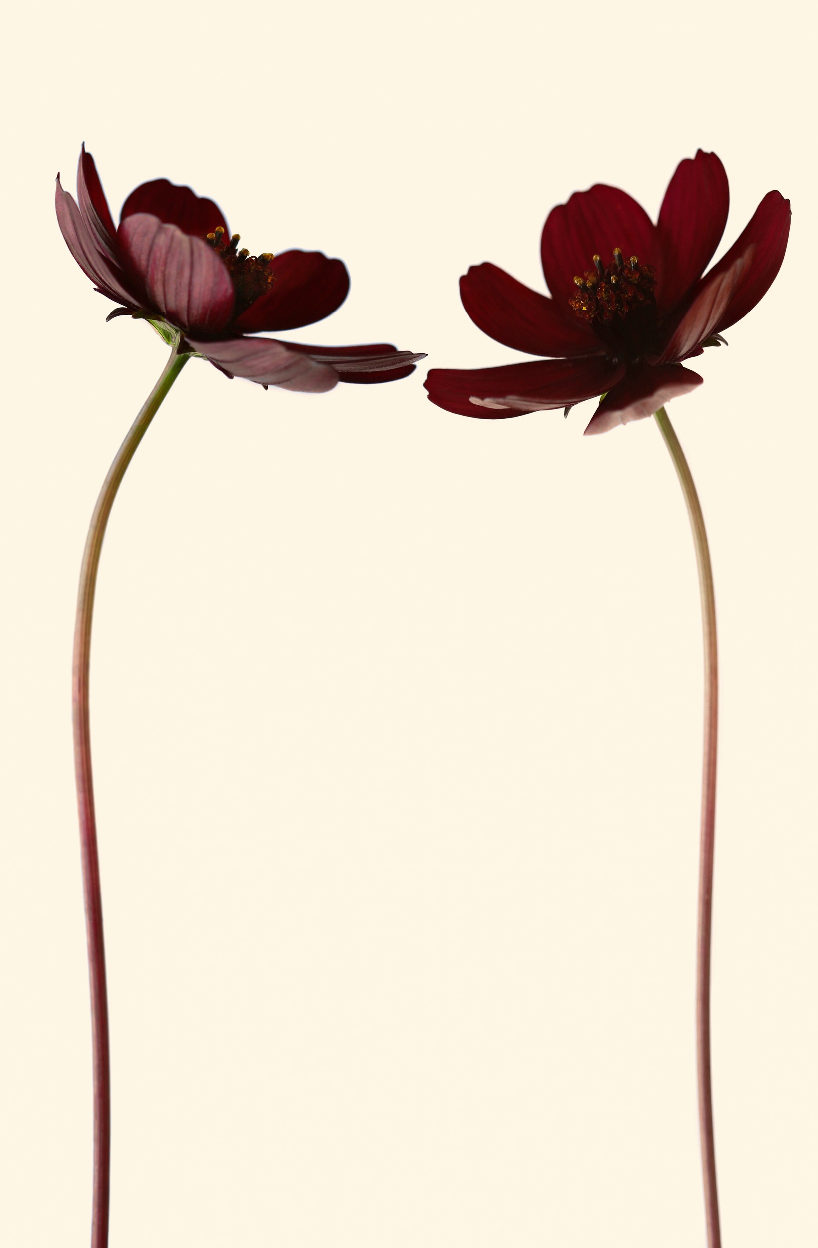 Two Dark Cosmos by Alyson Fennell — canvas wall art