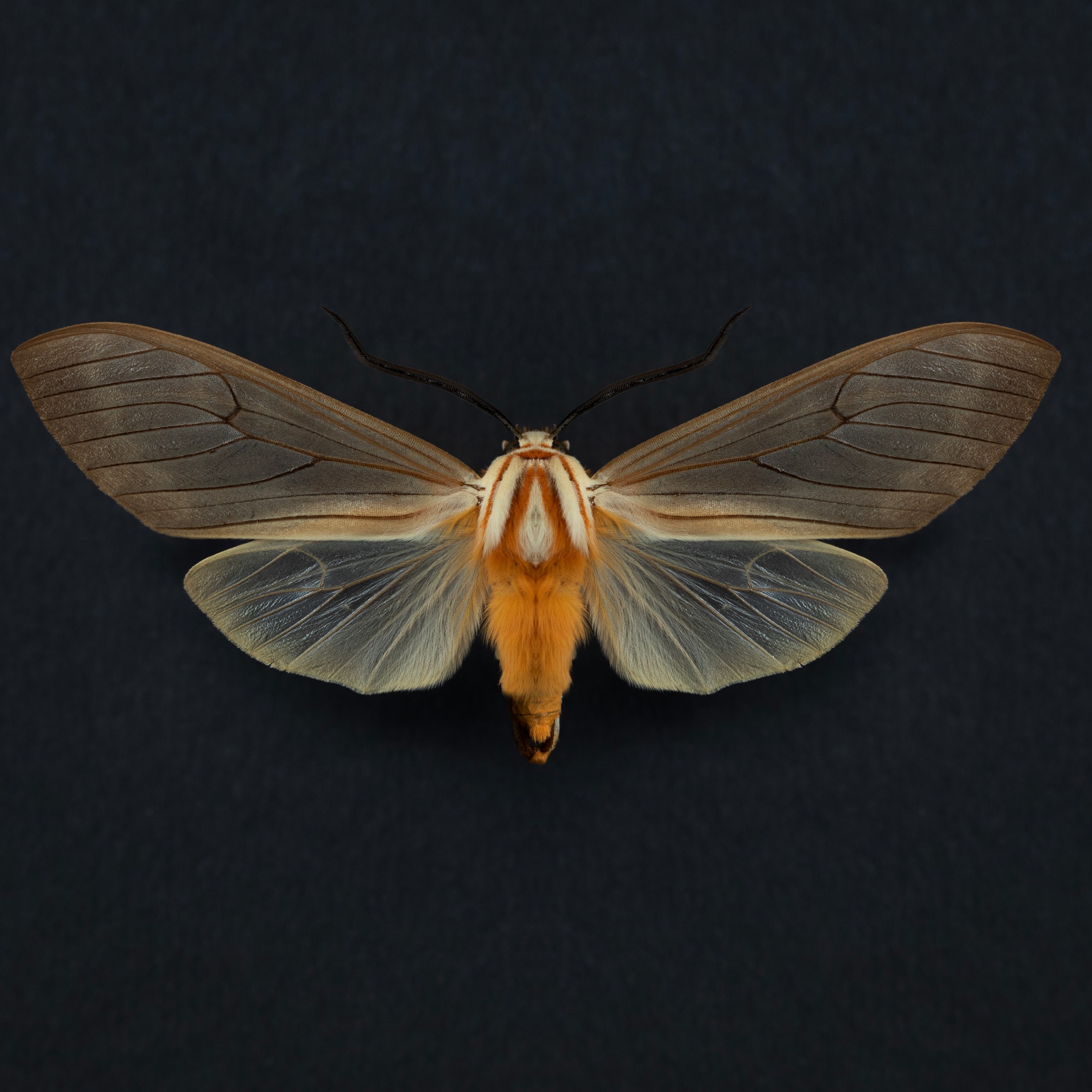 Brown And Orange Moth by Alyson Fennell — canvas wall art
