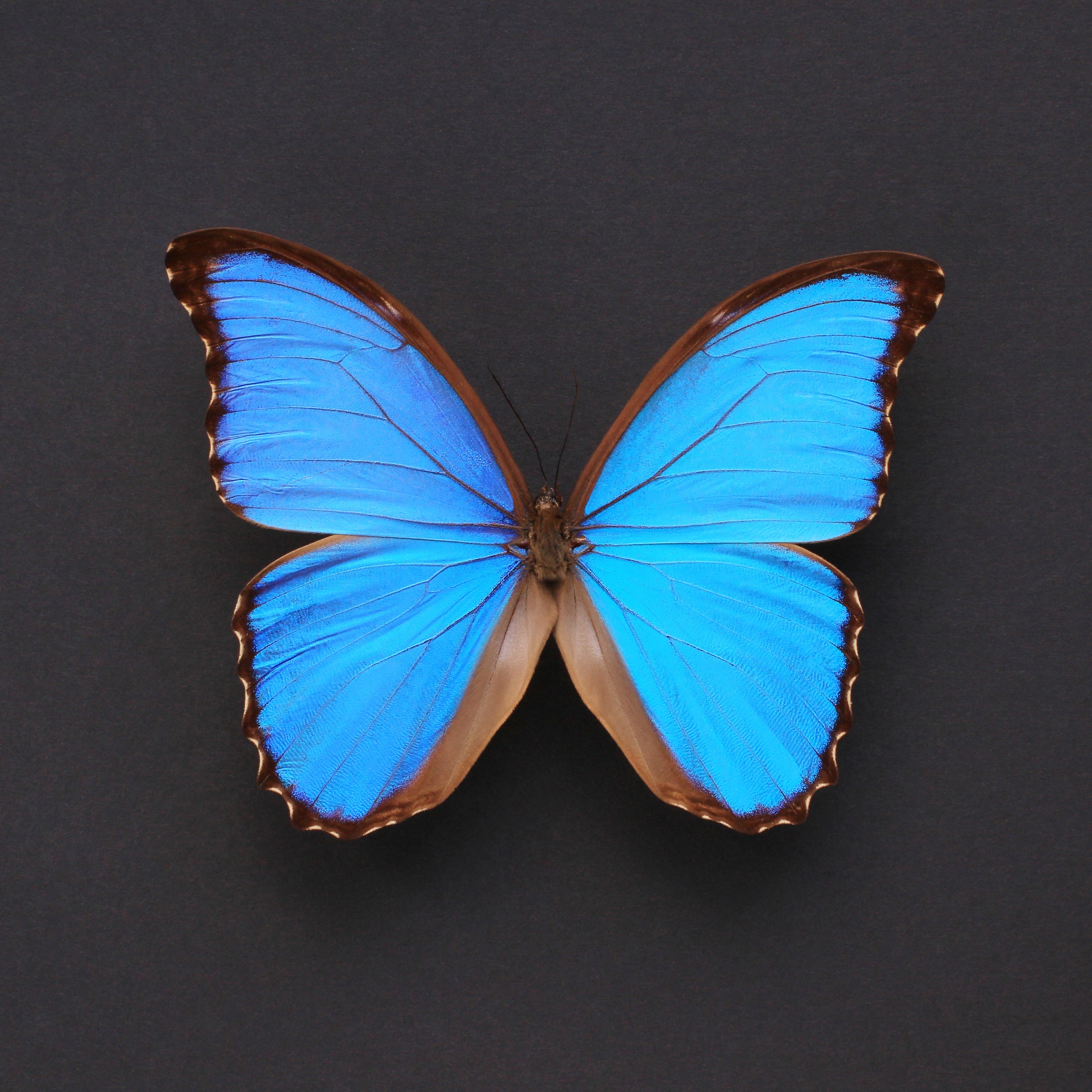 Vibrant Blue Butterfly by Alyson Fennell — canvas wall art