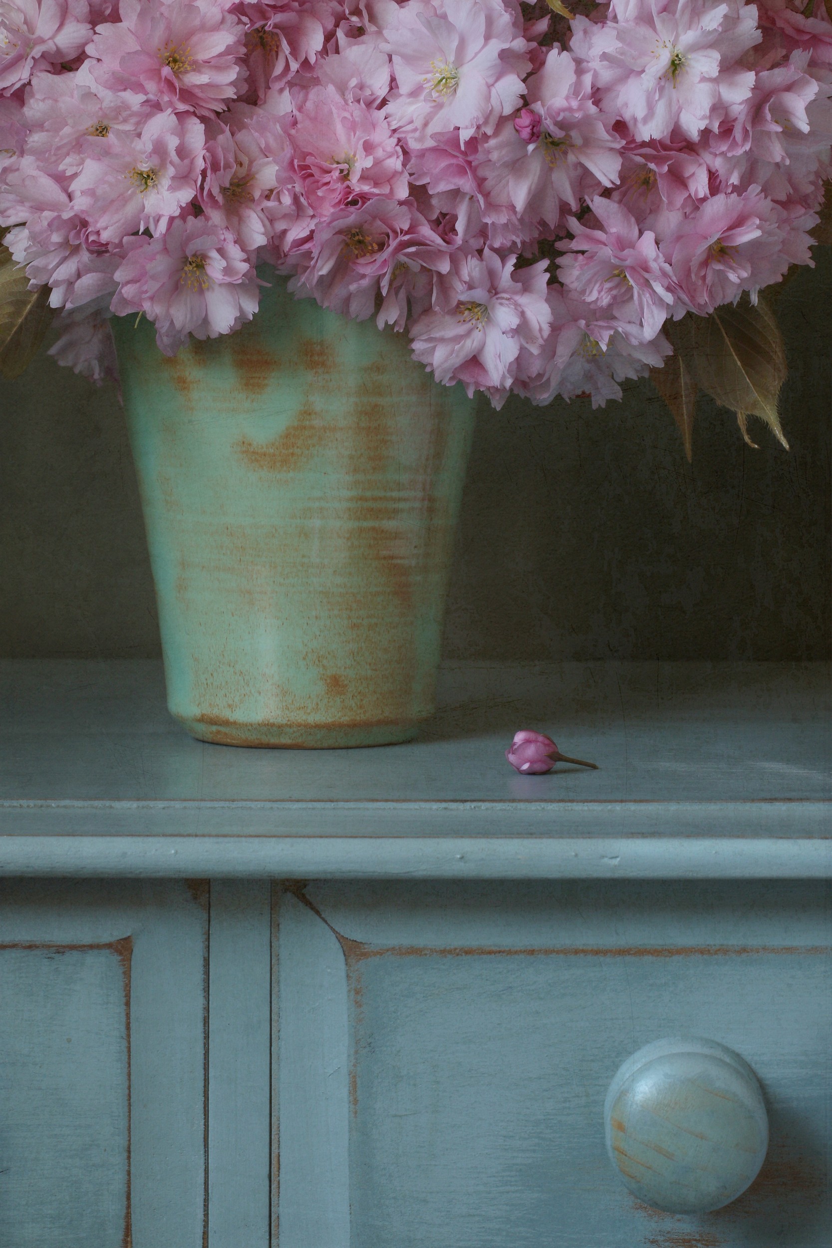 Pink Cherry Blossoms by Alyson Fennell — canvas wall art