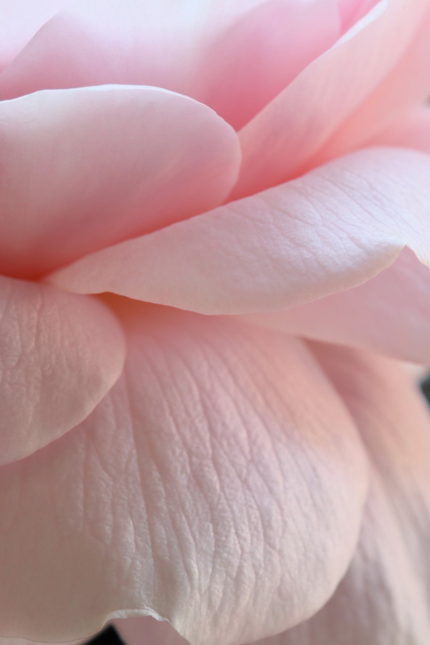 Soft Pink Rose Petals by Alyson Fennell — canvas wall art