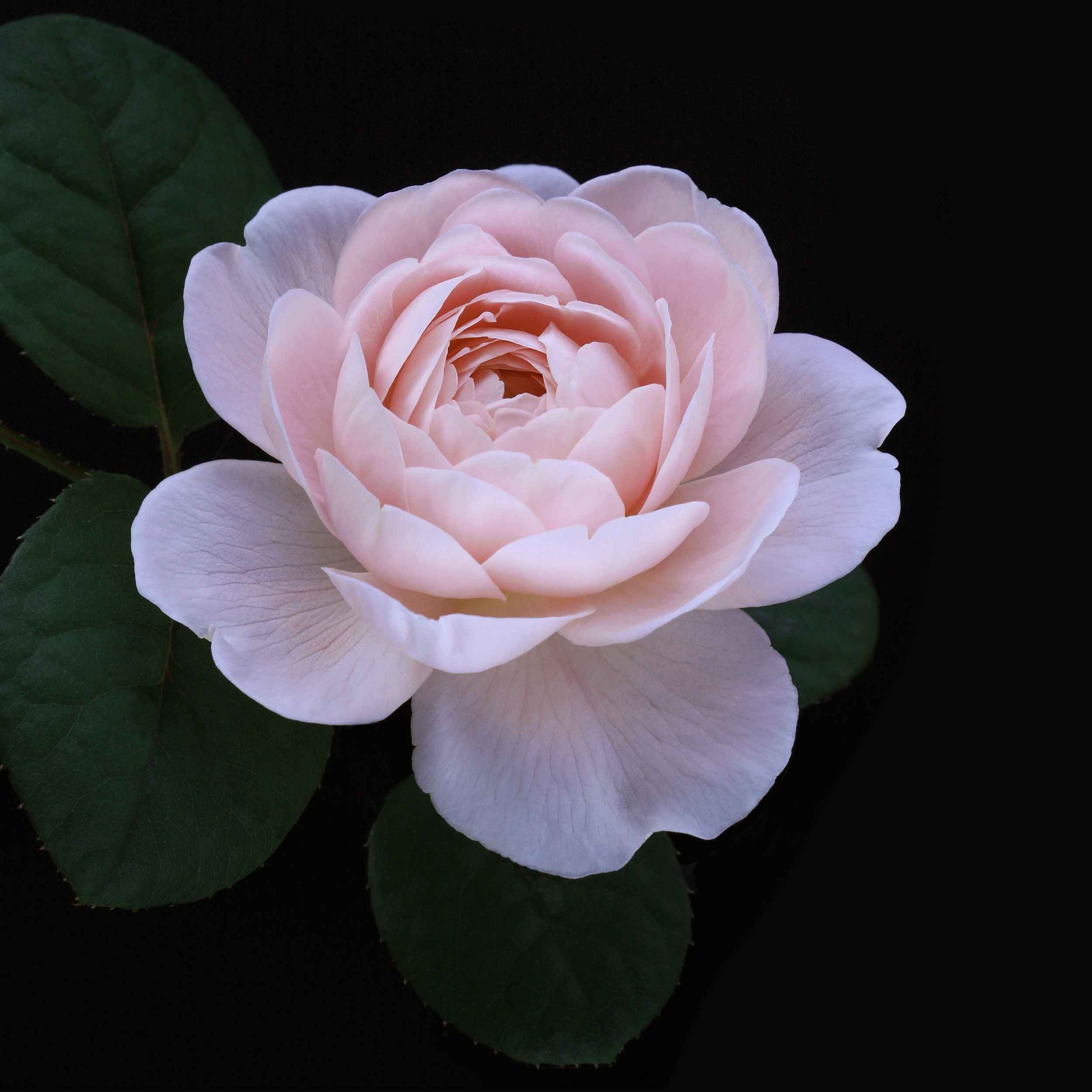 Soft Pink Rose by Alyson Fennell — canvas wall art