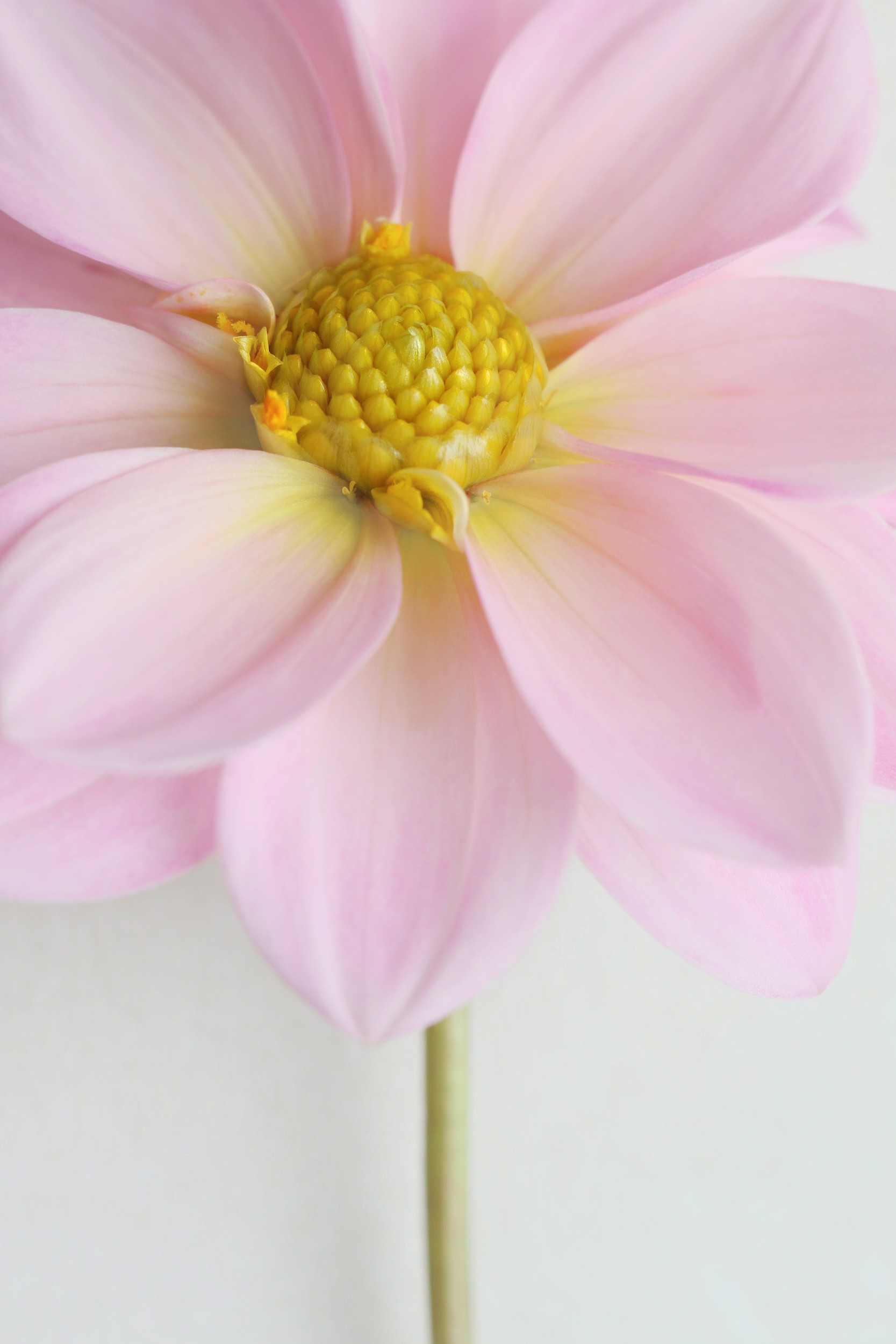 Soft Pink Dahlia by Alyson Fennell — canvas wall art