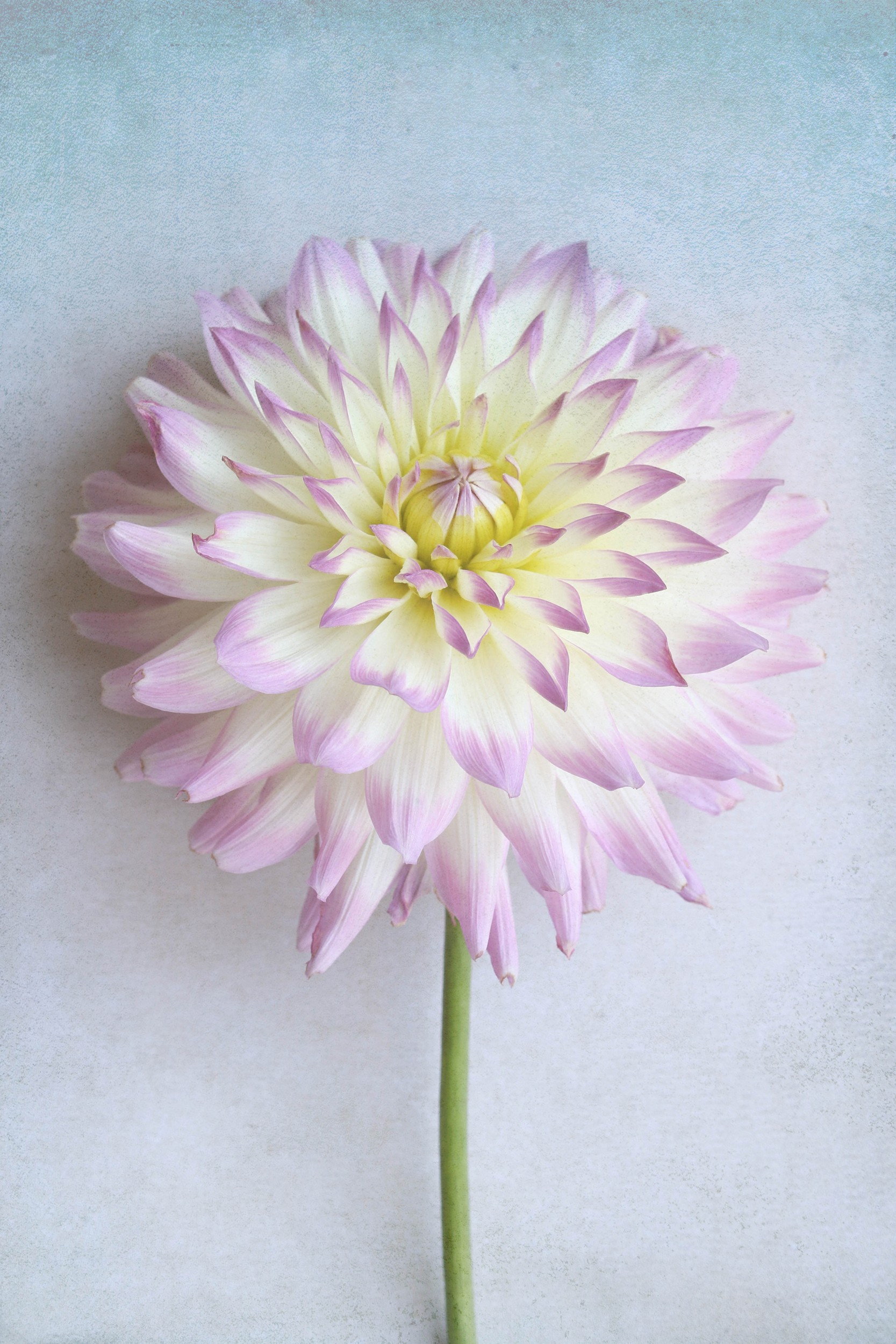 Soft Pink Dahlia by Alyson Fennell — canvas wall art