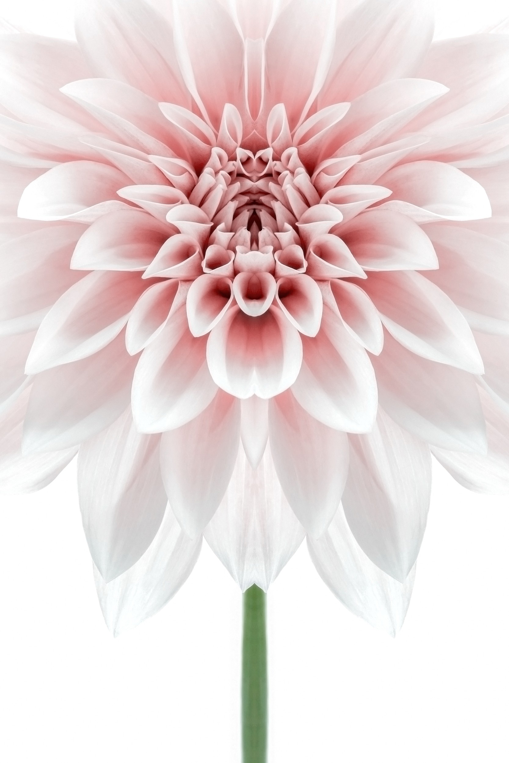 Soft Pink Dahlia by Alyson Fennell — canvas wall art