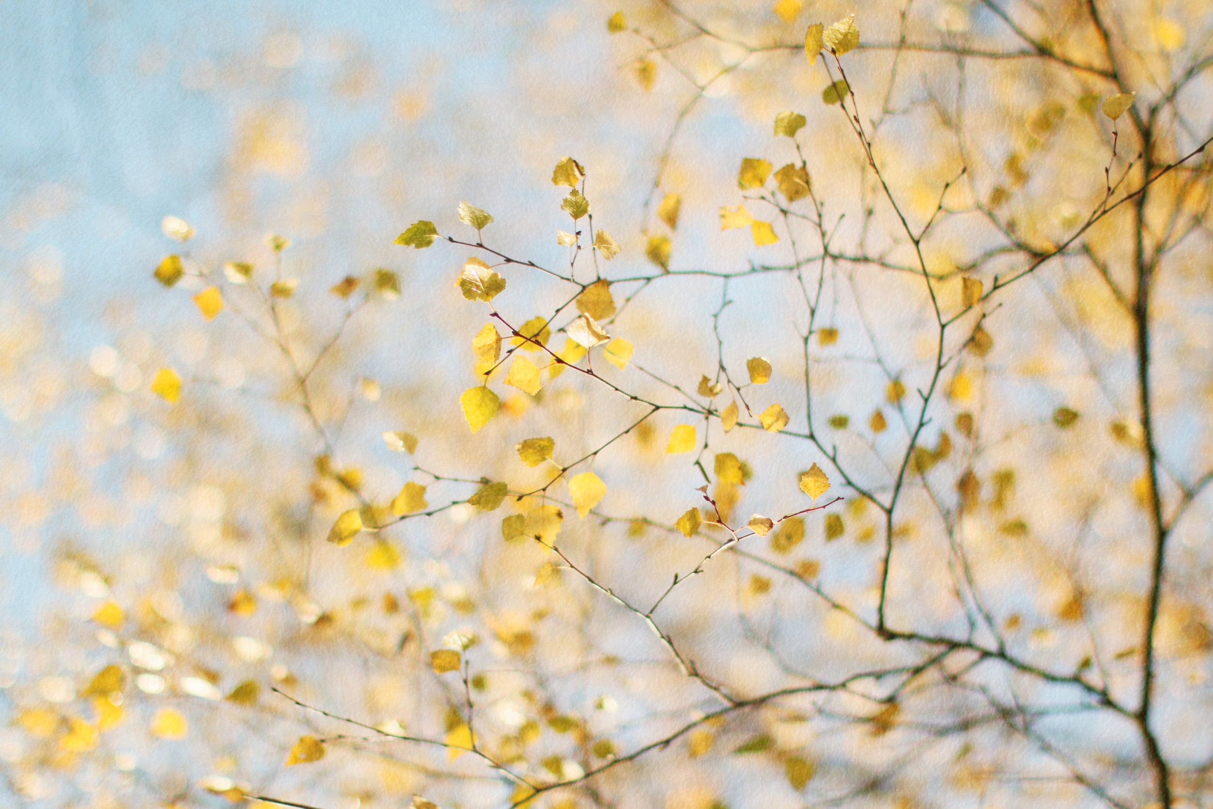 Golden Autumn Leaves by Alyson Fennell — canvas wall art