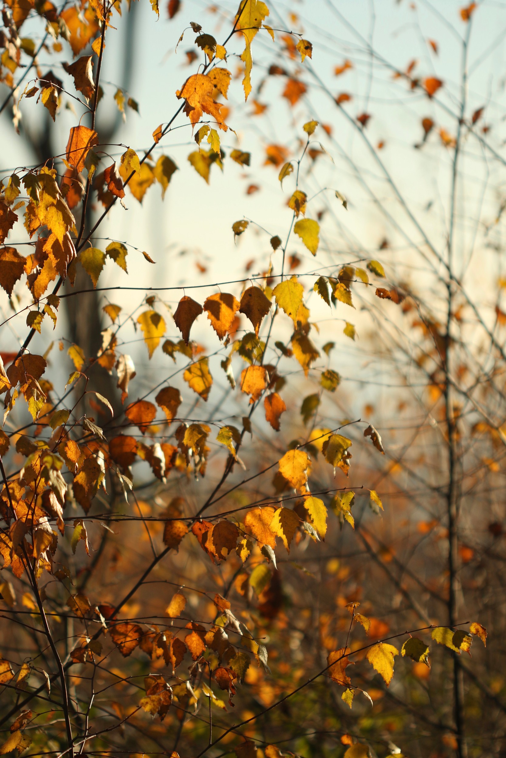 Golden Autumn Leaves by Alyson Fennell — canvas wall art