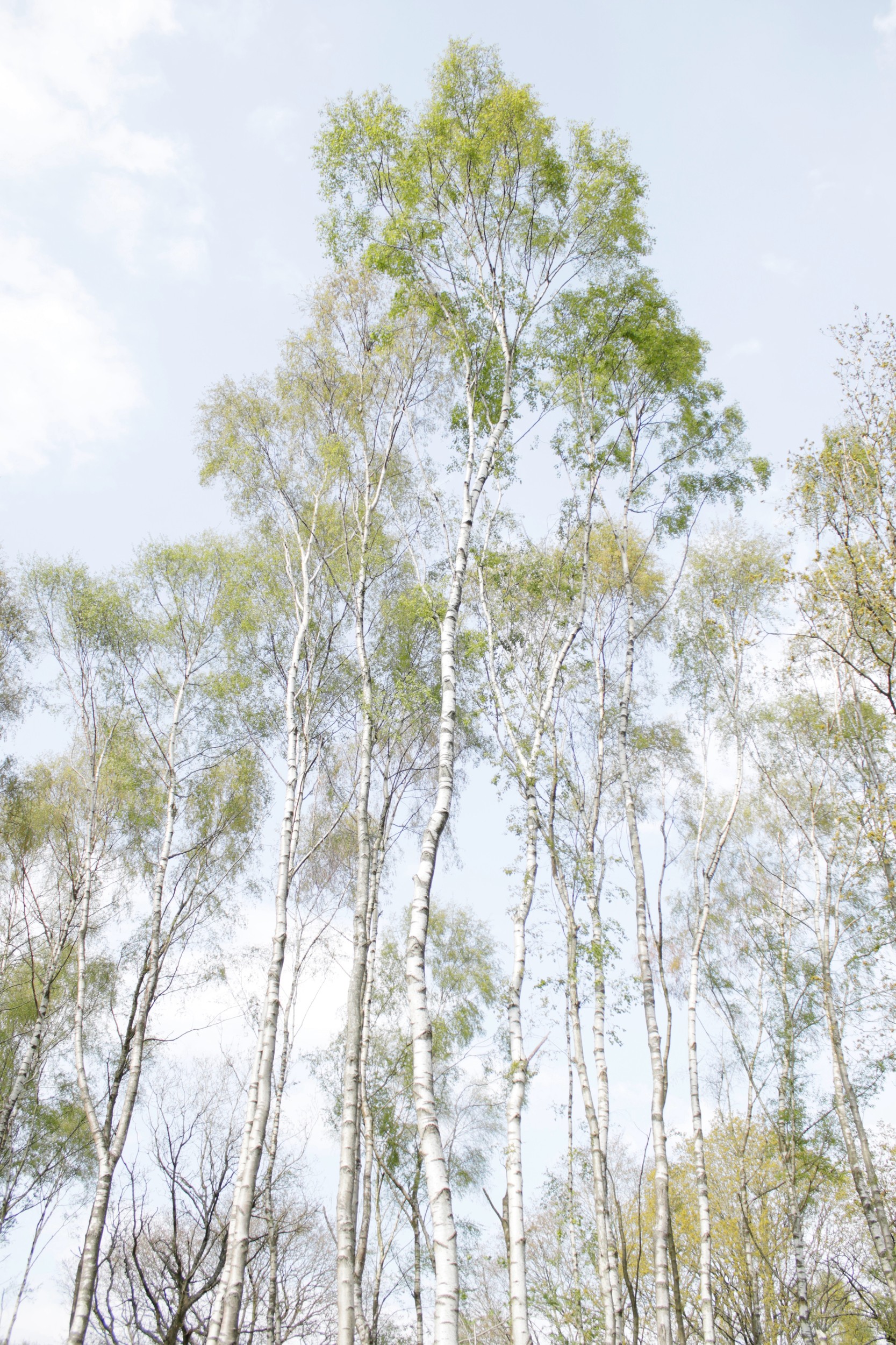 Tall Birch Trees by Alyson Fennell — canvas wall art