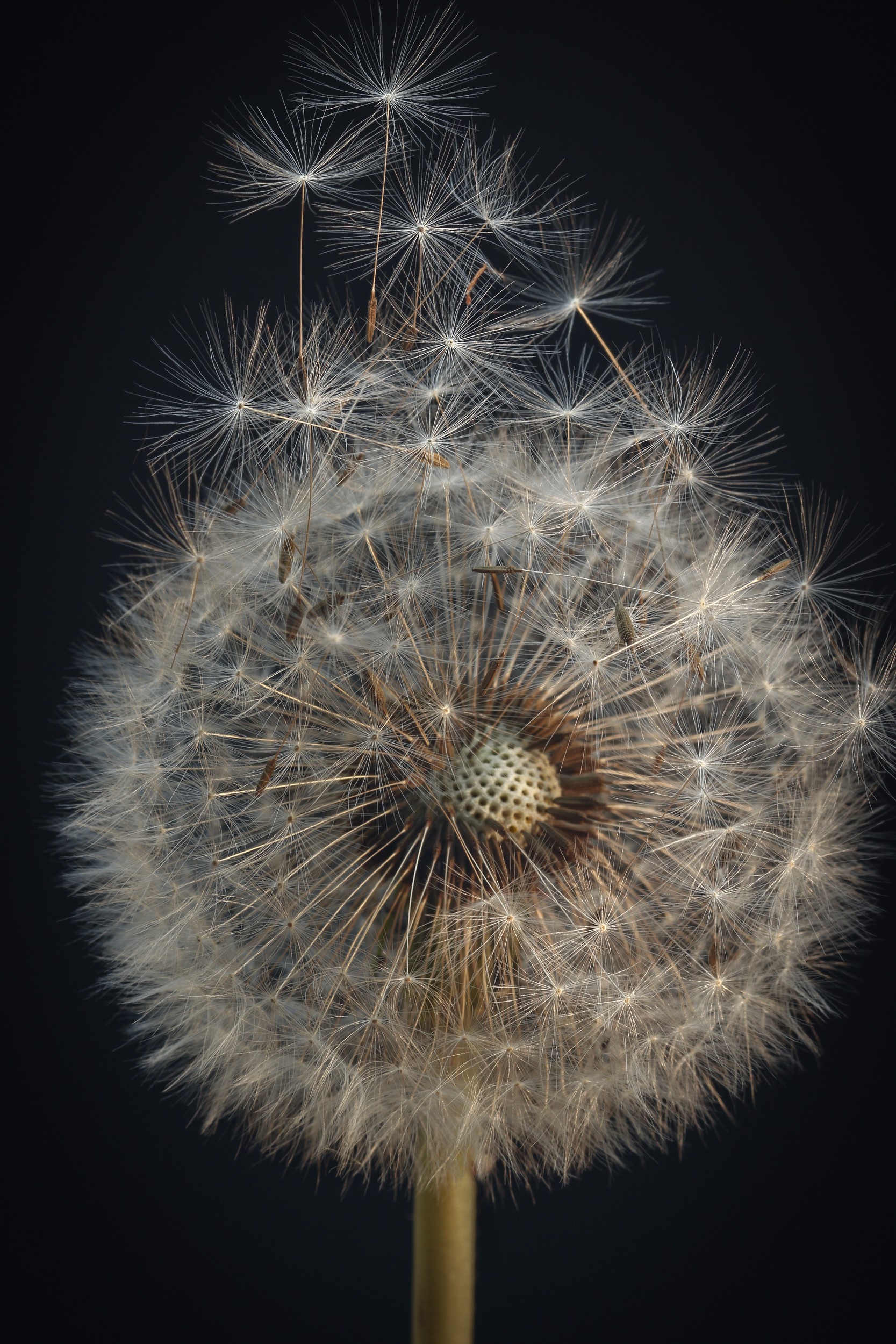 Dandelion Seed Head by Alyson Fennell — canvas wall art